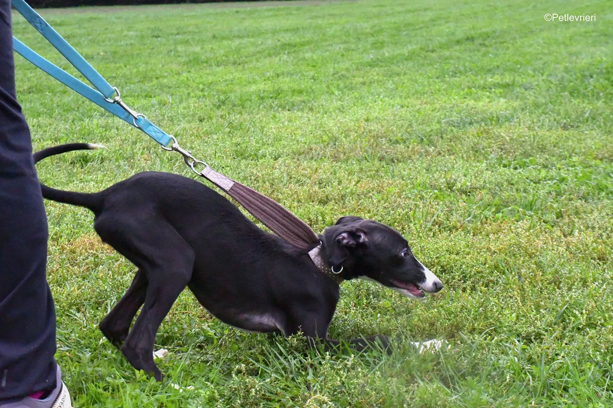 grace adozione lurcher greyhound 17