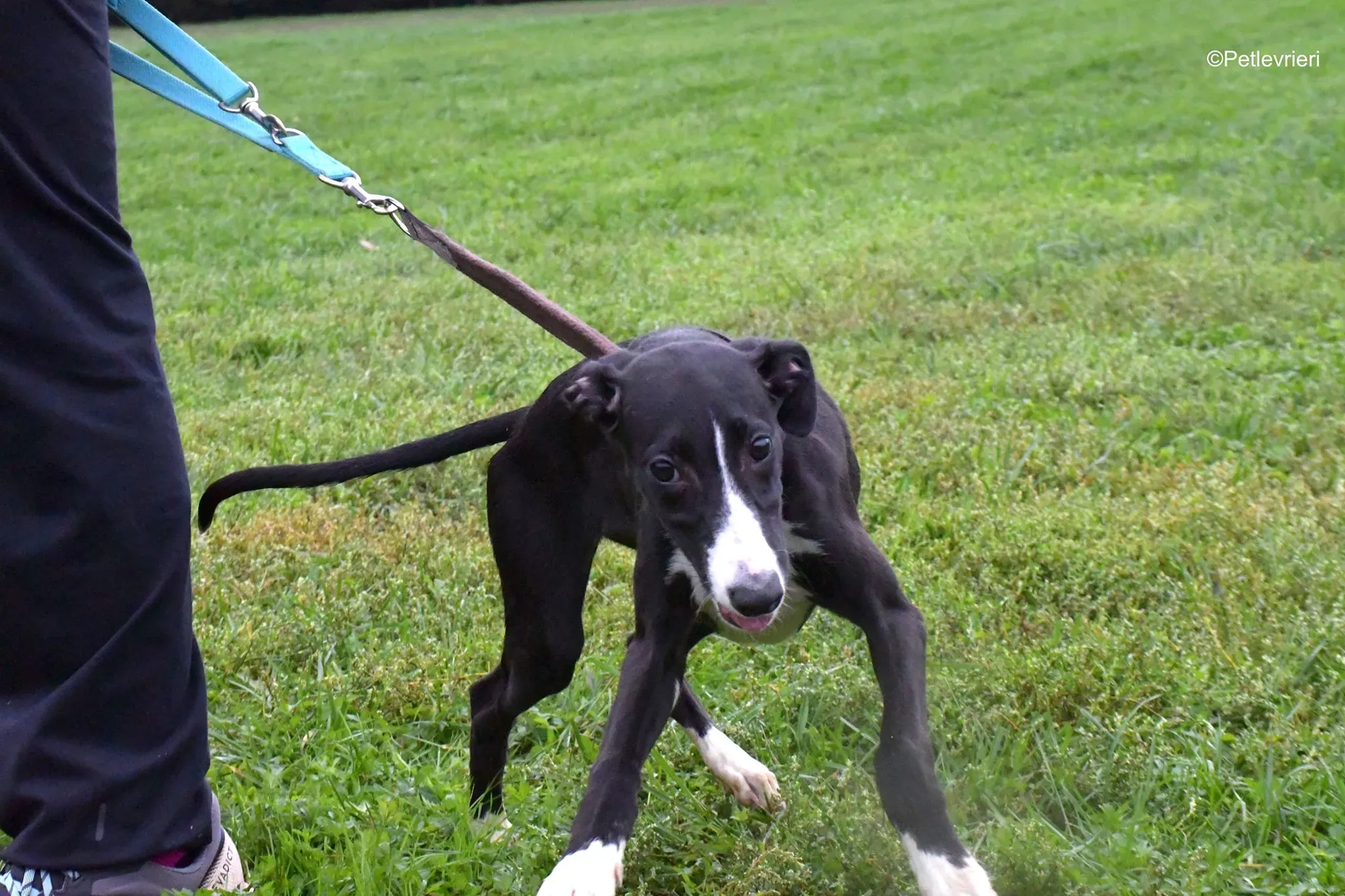 grace adozione lurcher greyhound 18