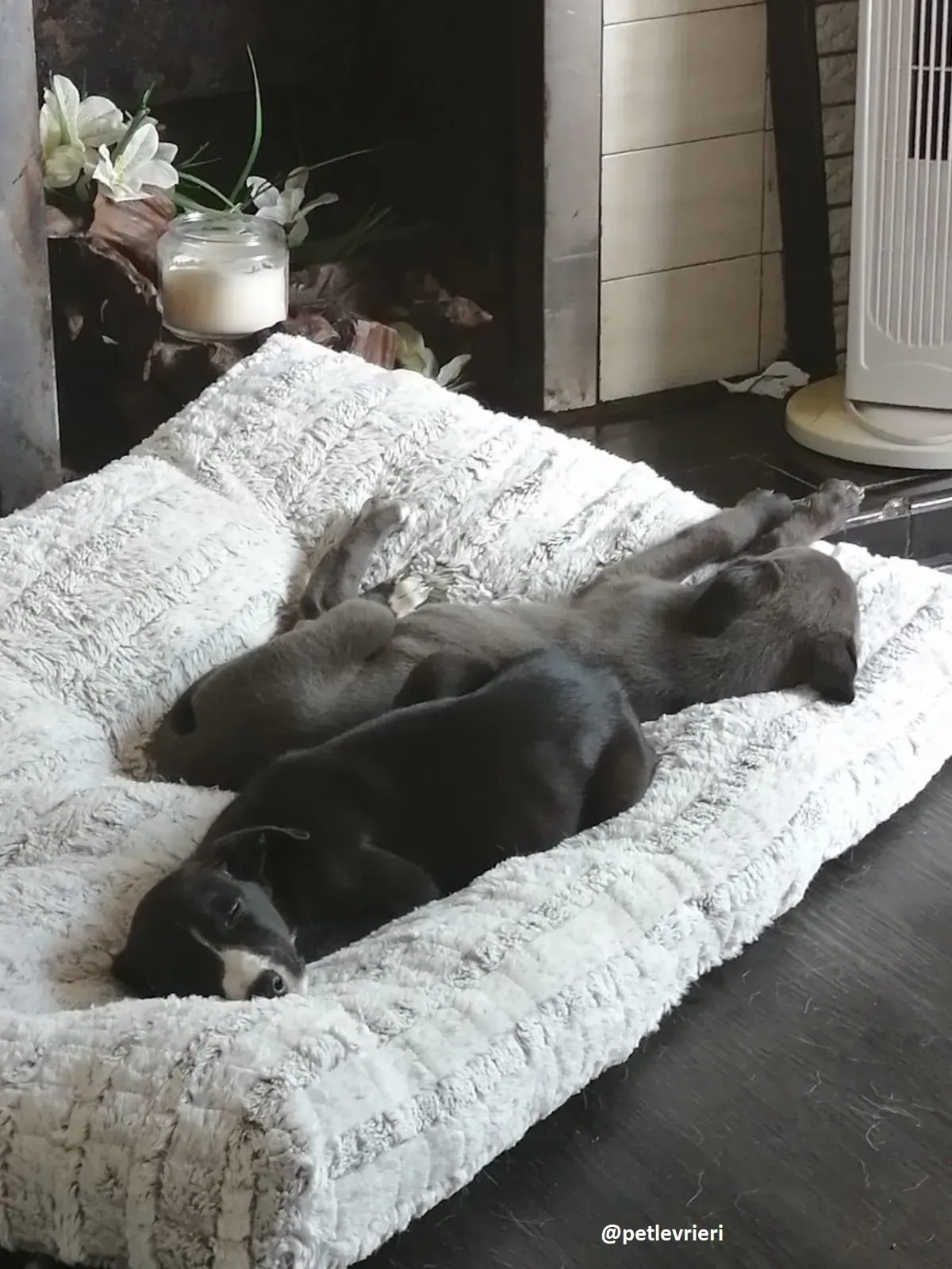 grace adozione lurcher greyhound 2