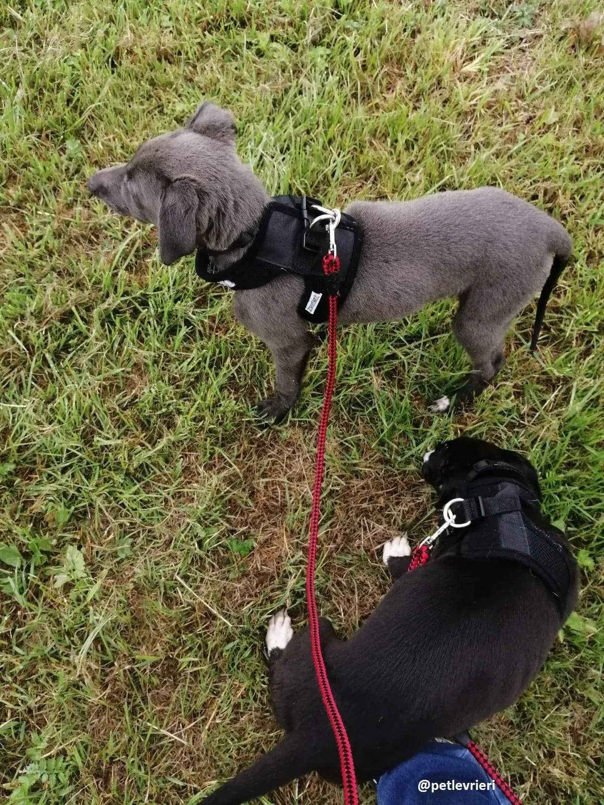 grace adozione lurcher greyhound 3