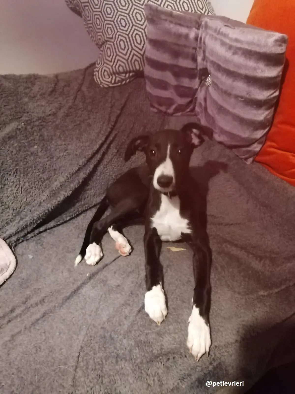 grace adozione lurcher greyhound 4