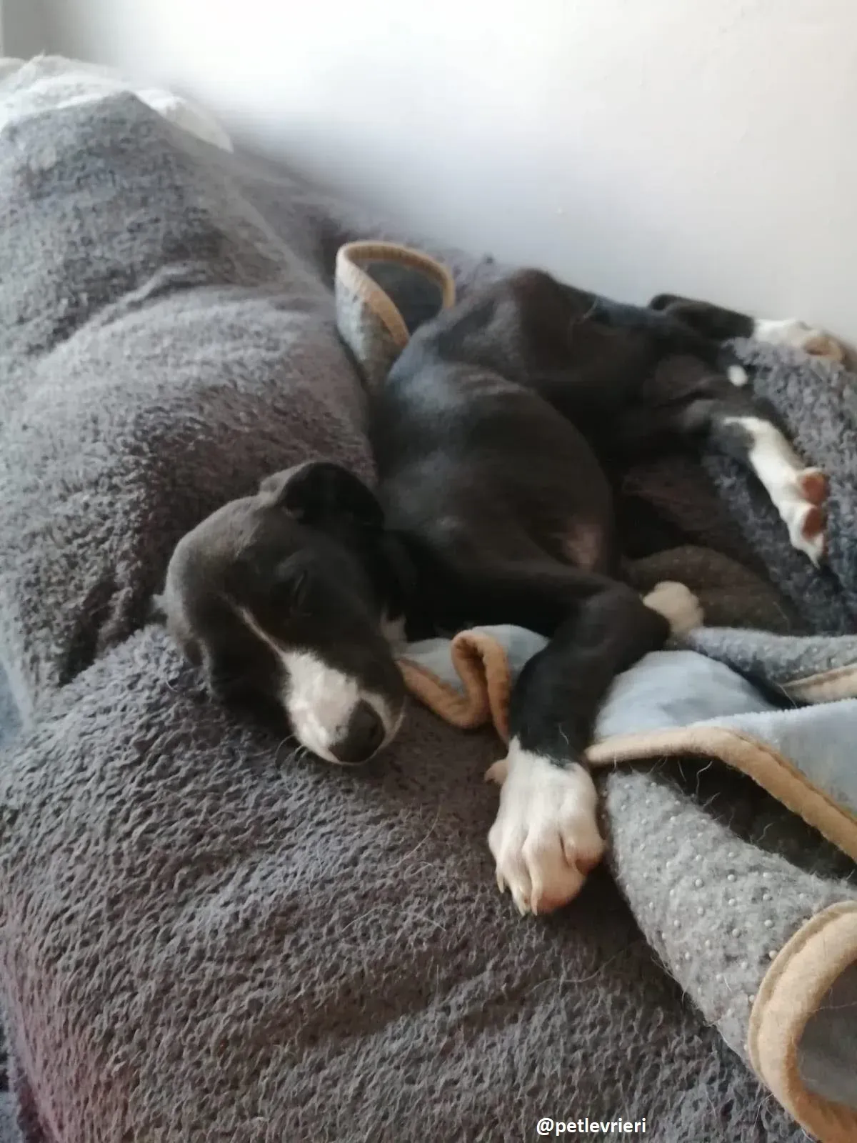 grace adozione lurcher greyhound 5