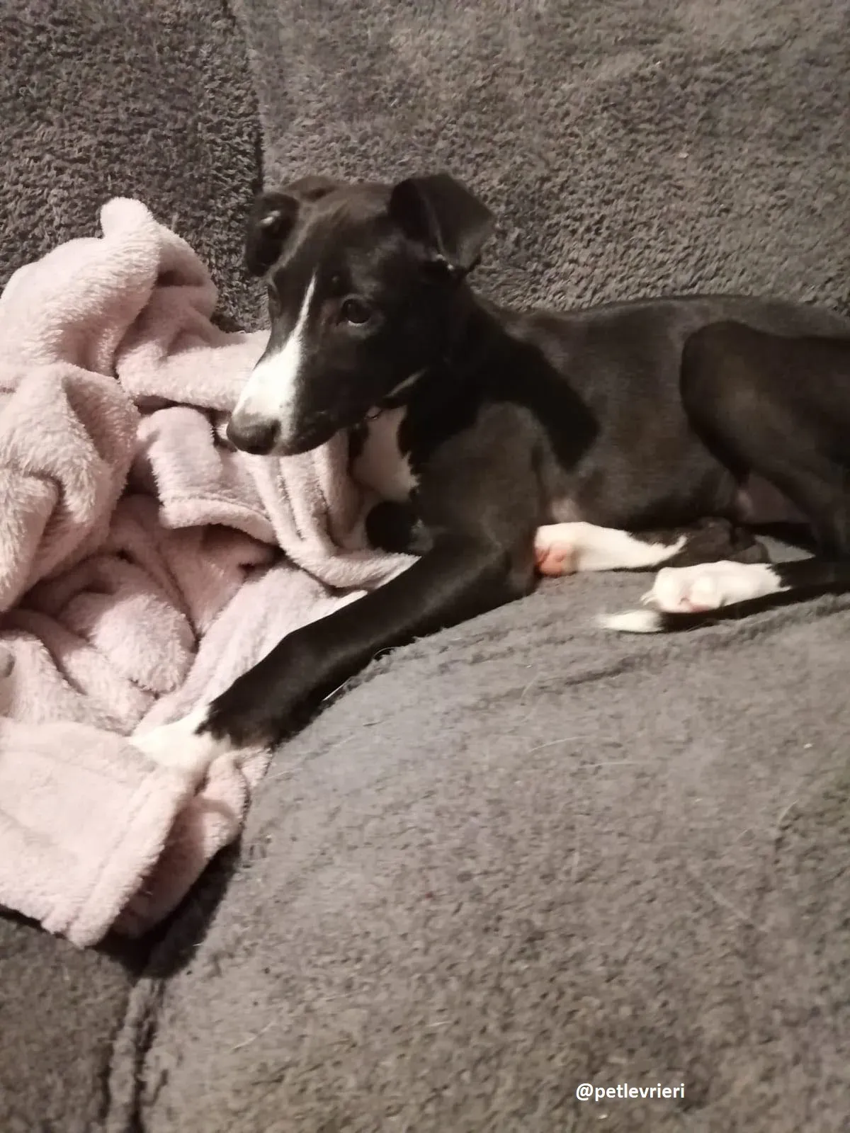 grace adozione lurcher greyhound 6