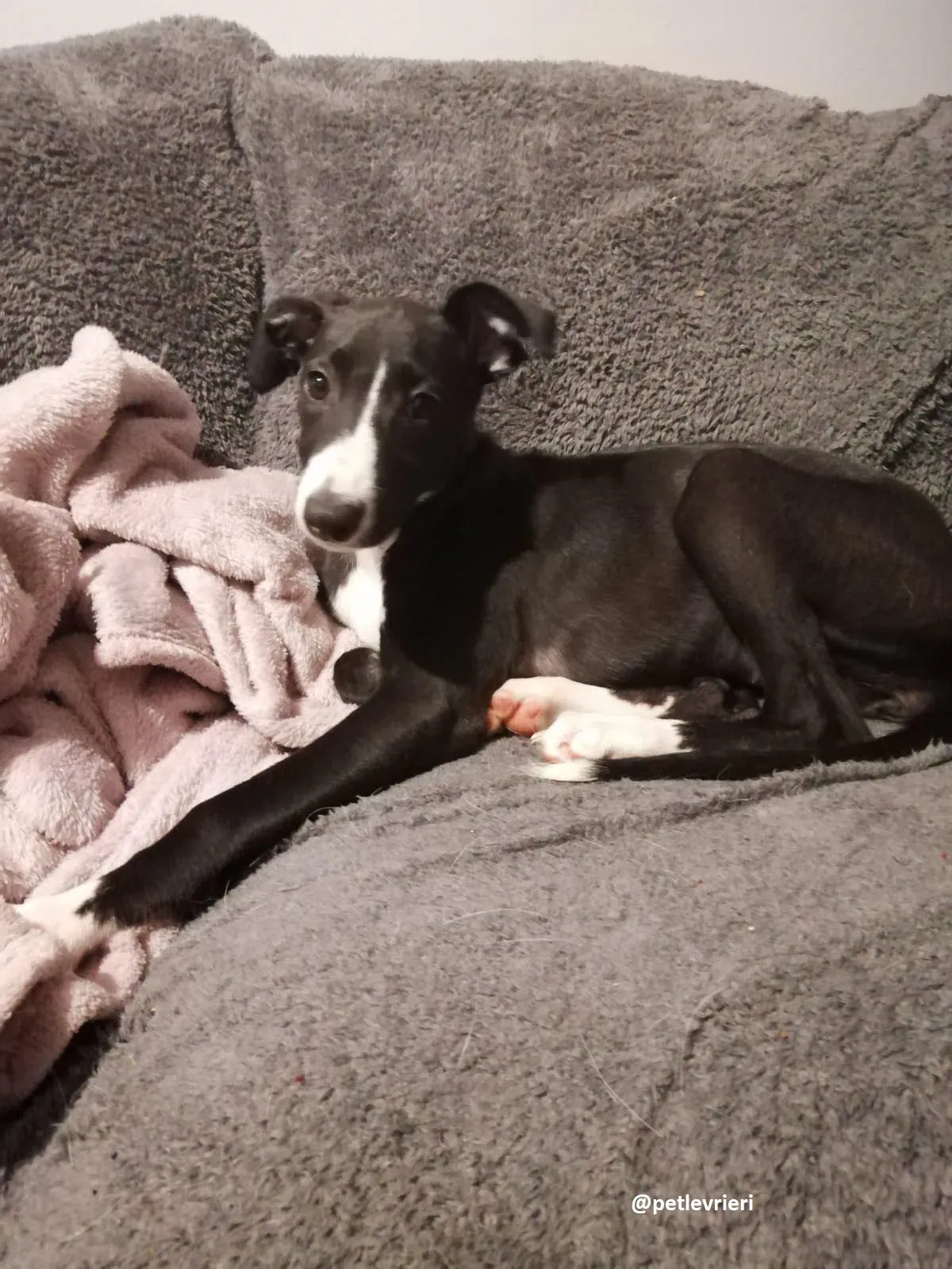 grace adozione lurcher greyhound 7