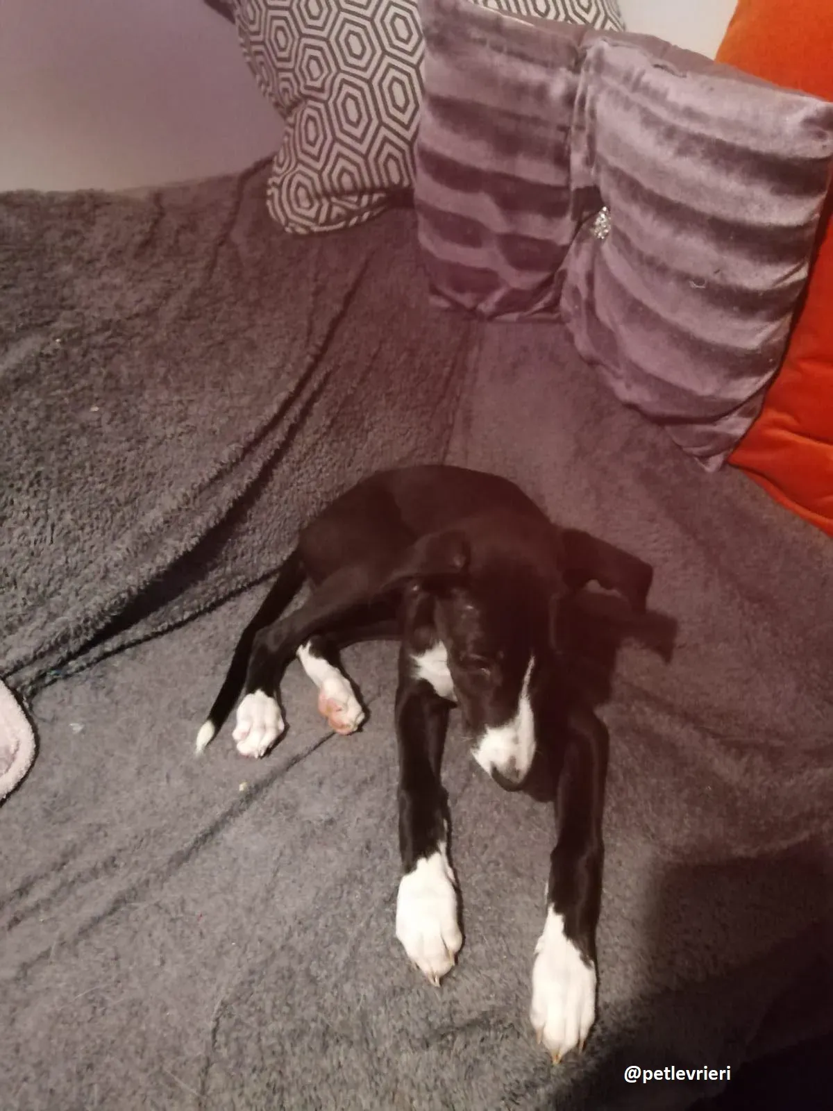 grace adozione lurcher greyhound 8