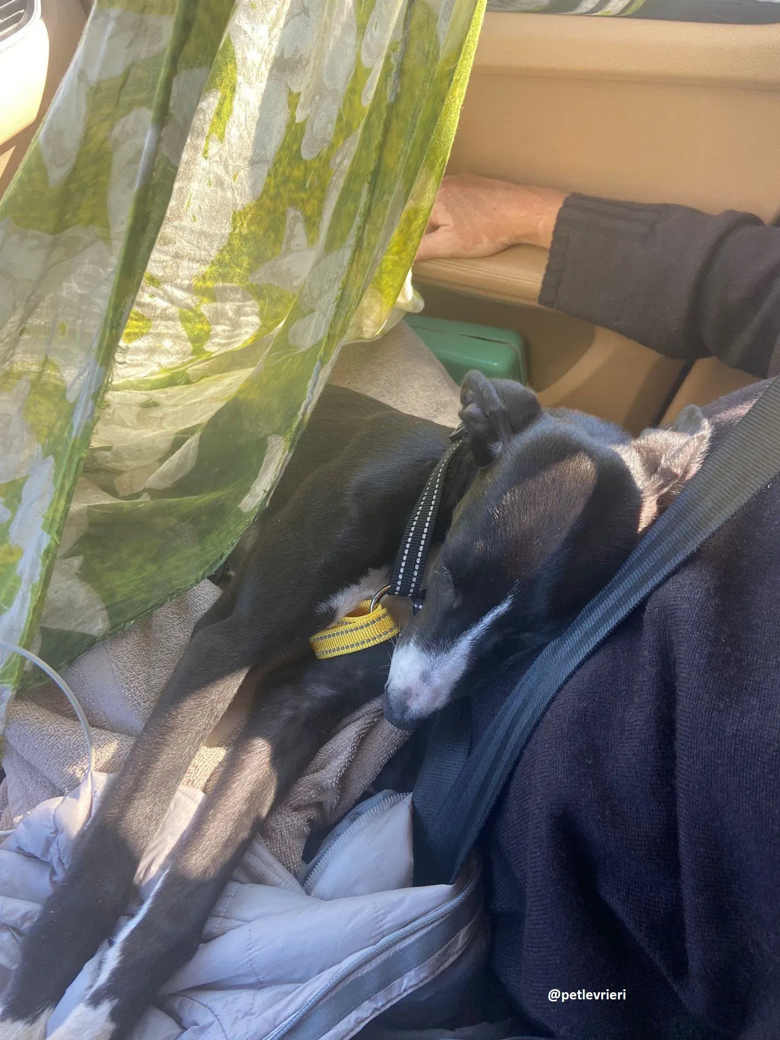 grace adozione lurcher greyhound 9