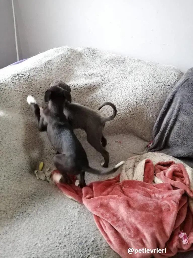 grace adozione lurcher