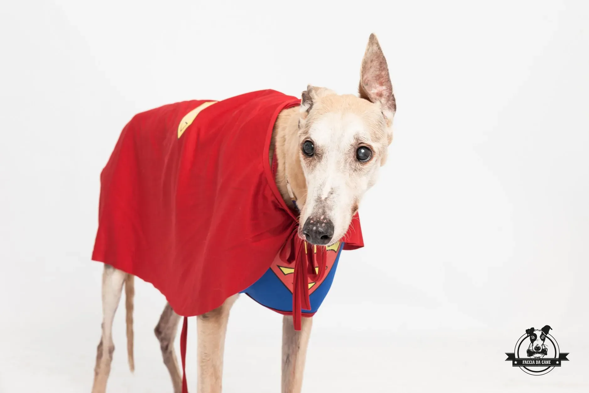 grace greyhound macau