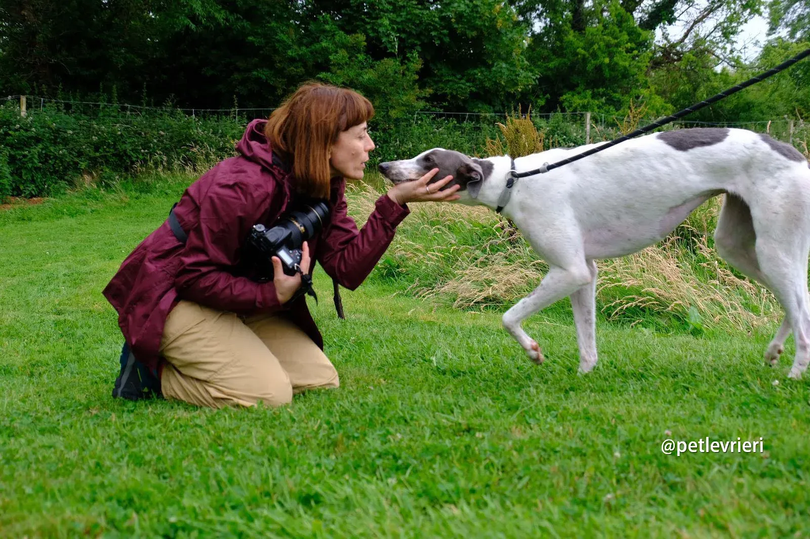 gracie greyhound pet levrieri 01
