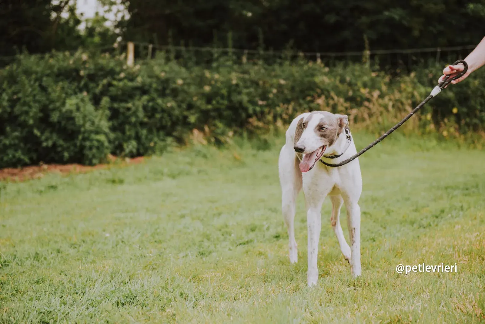 gracie greyhound pet levrieri 02