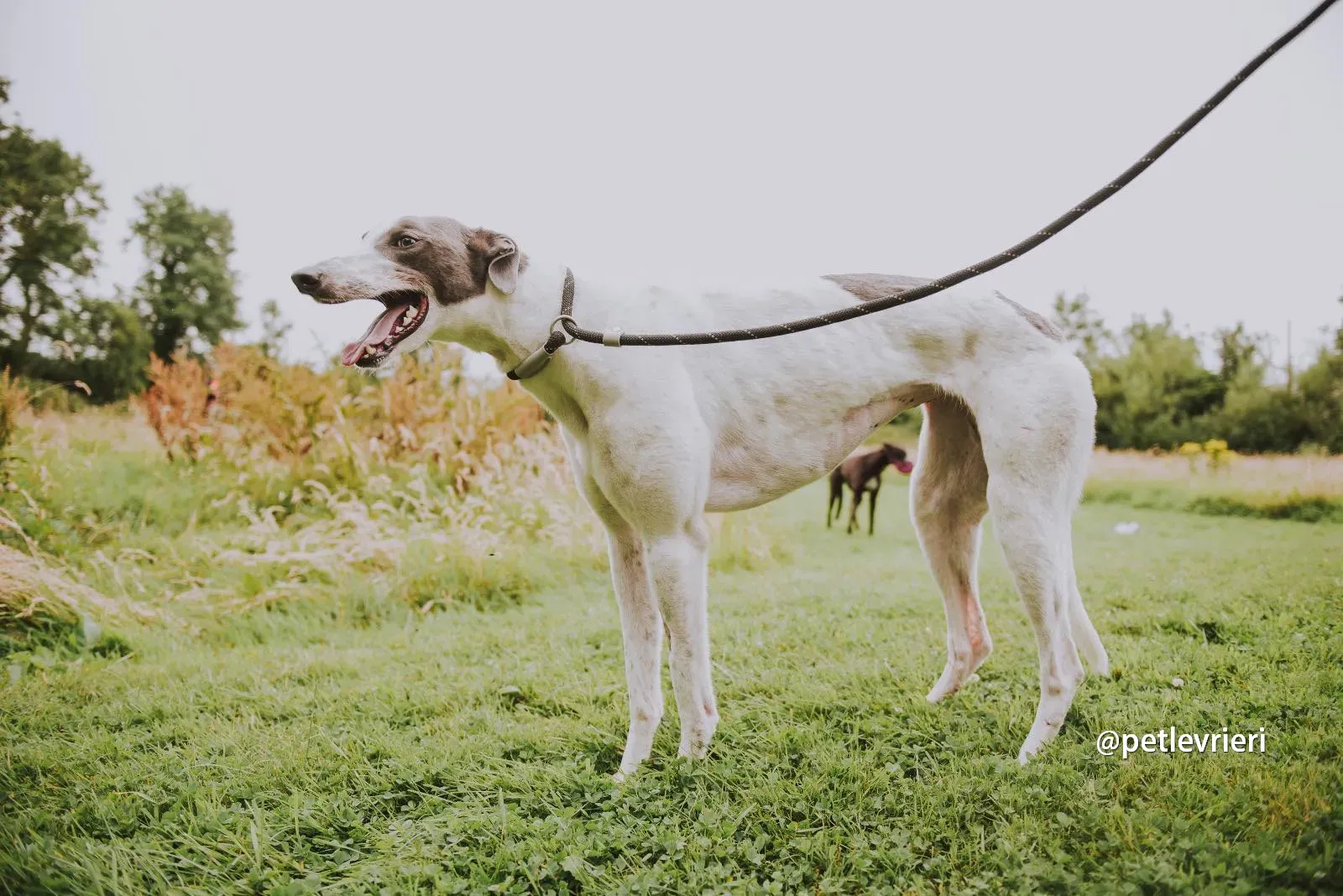 gracie greyhound pet levrieri 03