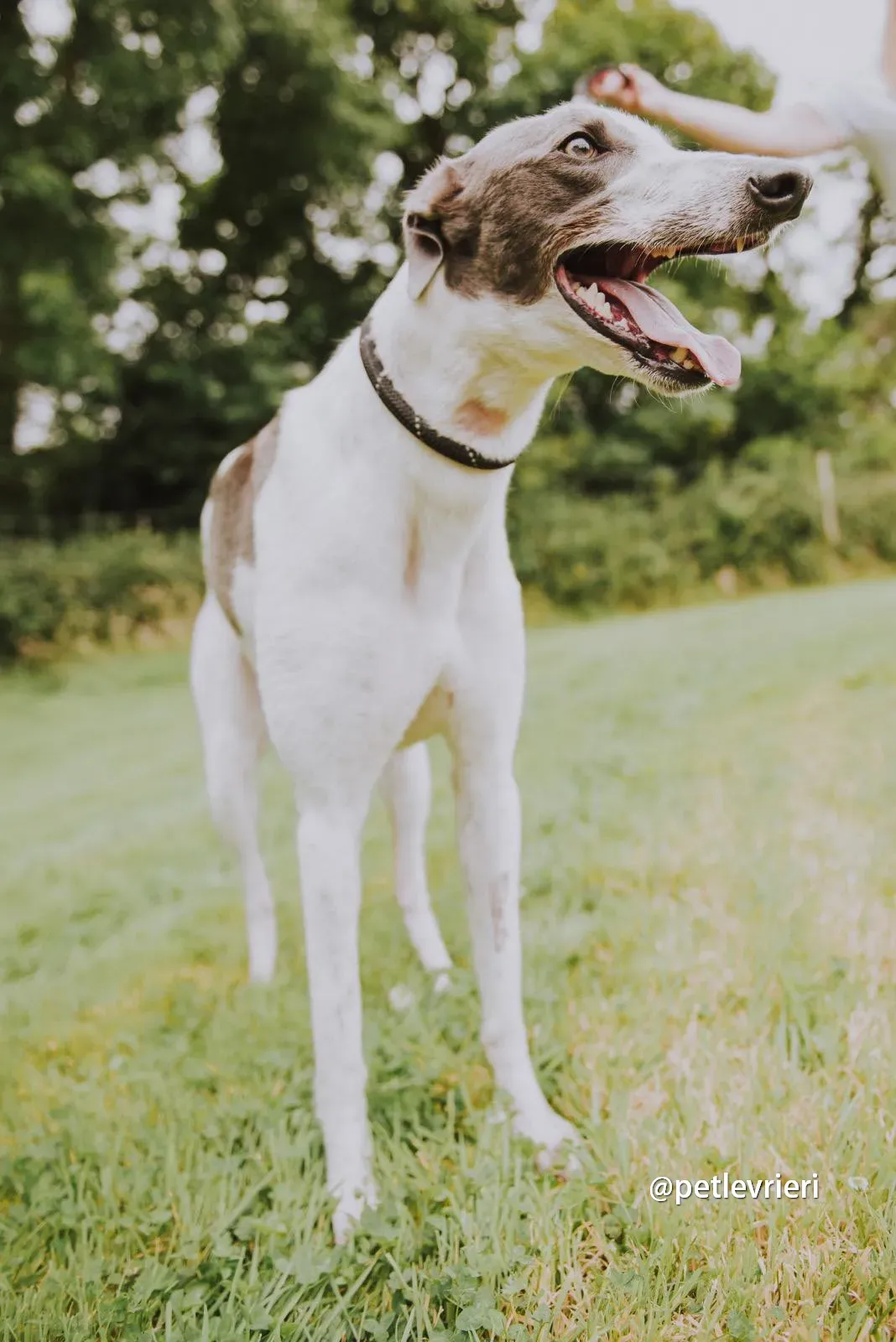 gracie greyhound pet levrieri 04