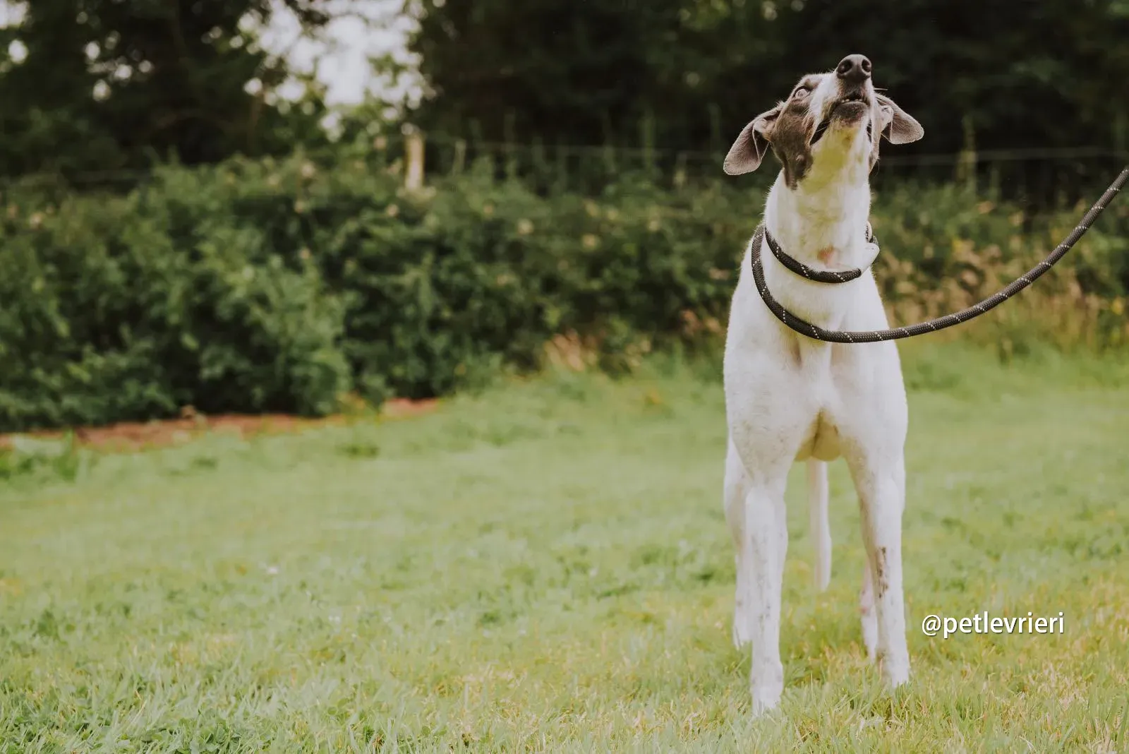 gracie greyhound pet levrieri 05