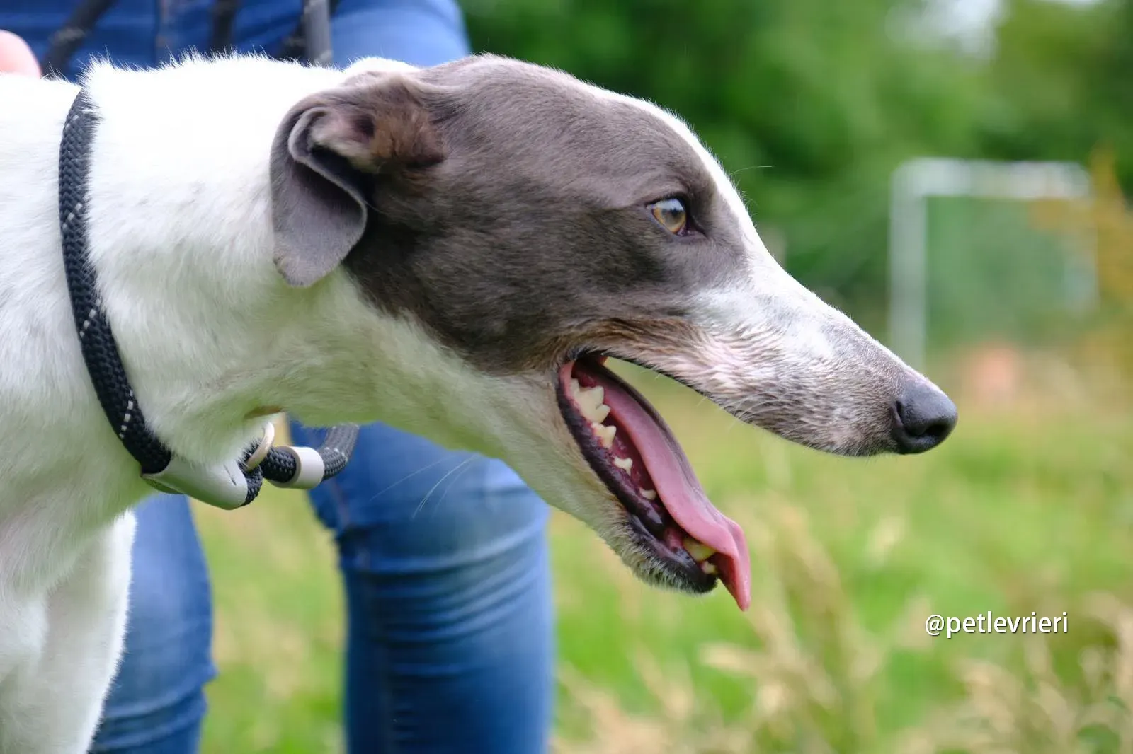 gracie greyhound pet levrieri 06