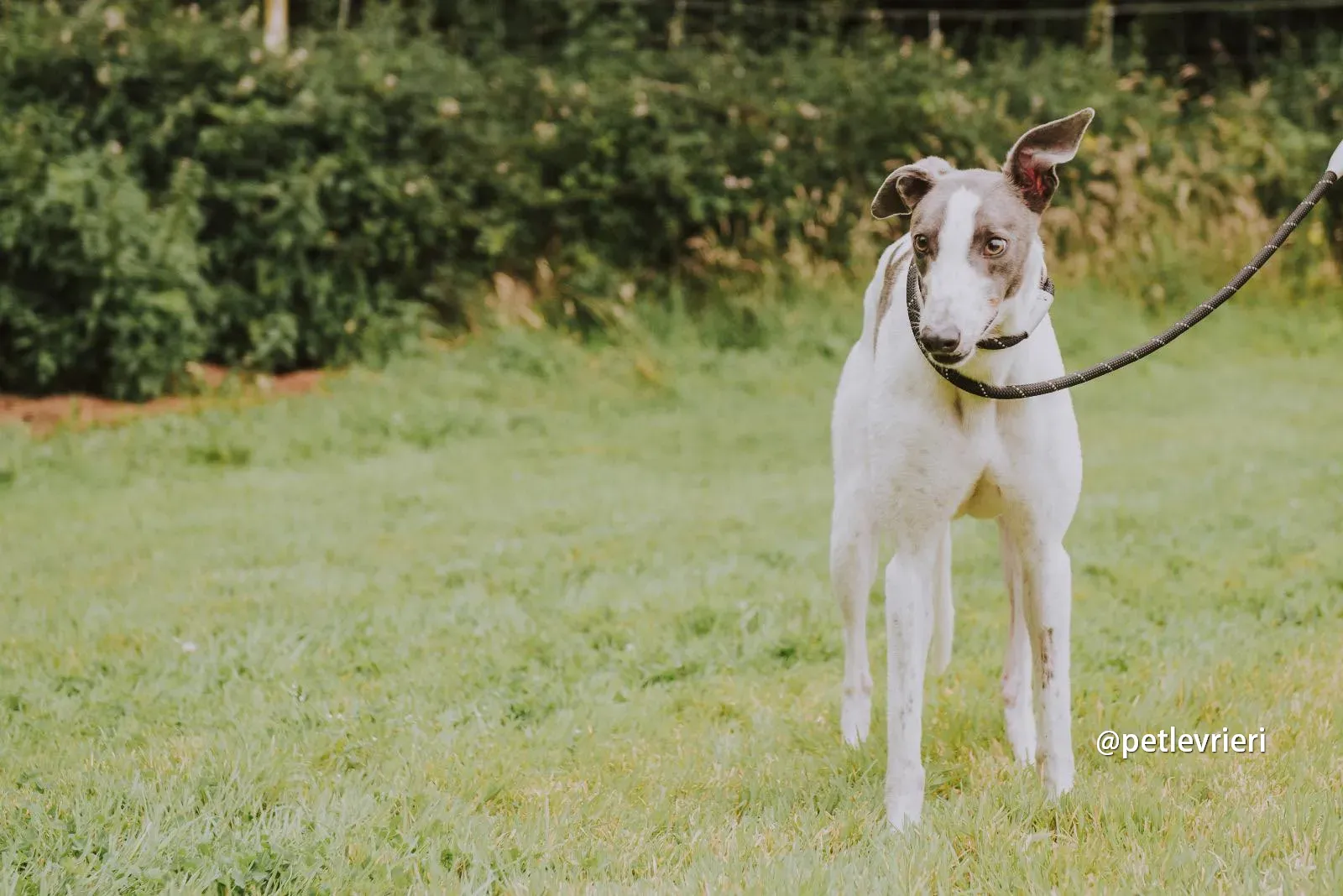 gracie greyhound pet levrieri 07