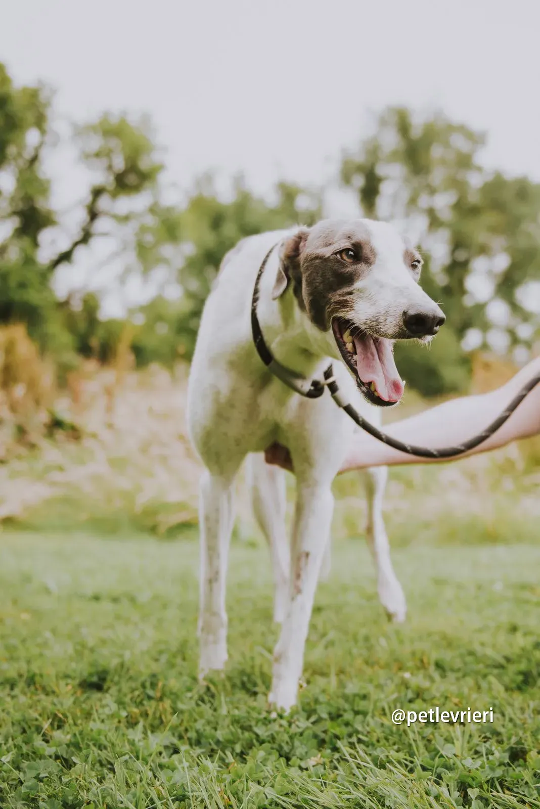 gracie greyhound pet levrieri 08