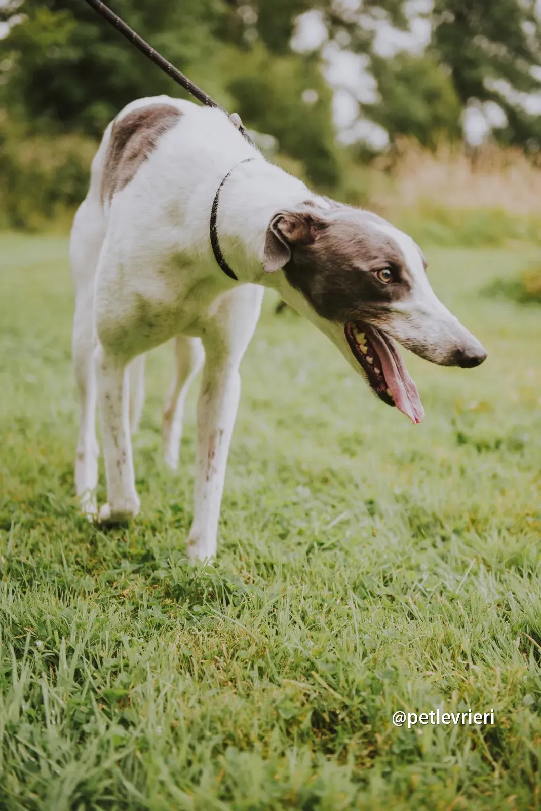 gracie greyhound pet levrieri 09