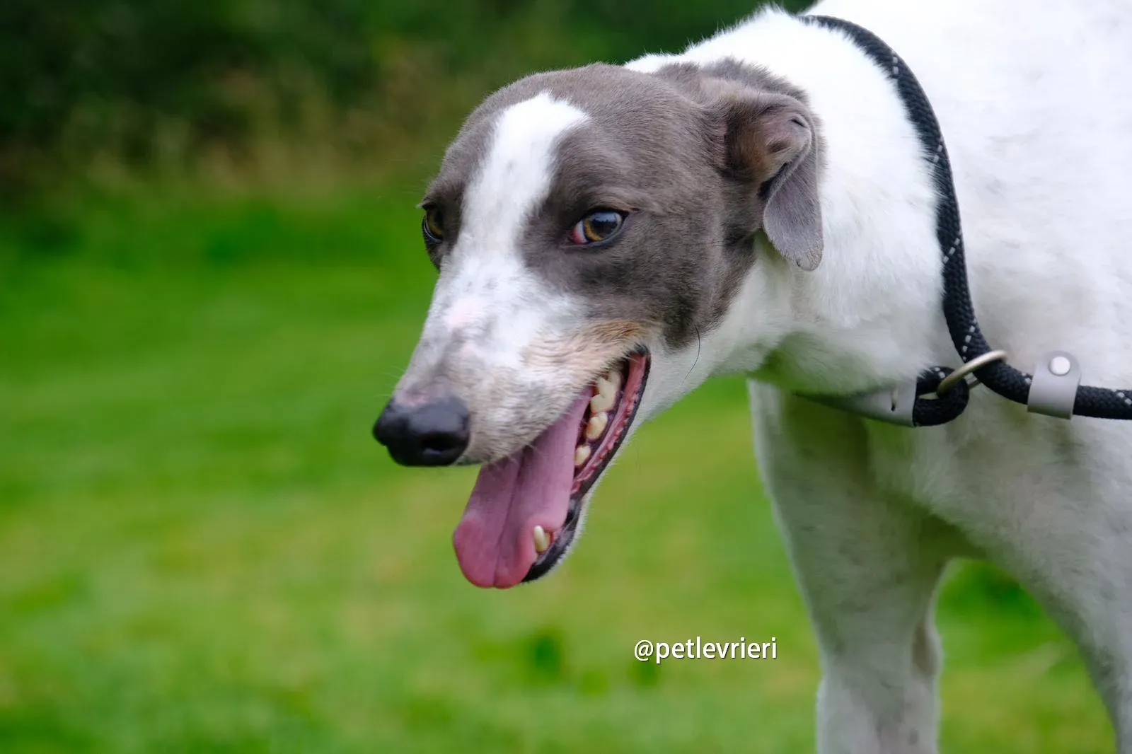 gracie greyhound pet levrieri 10