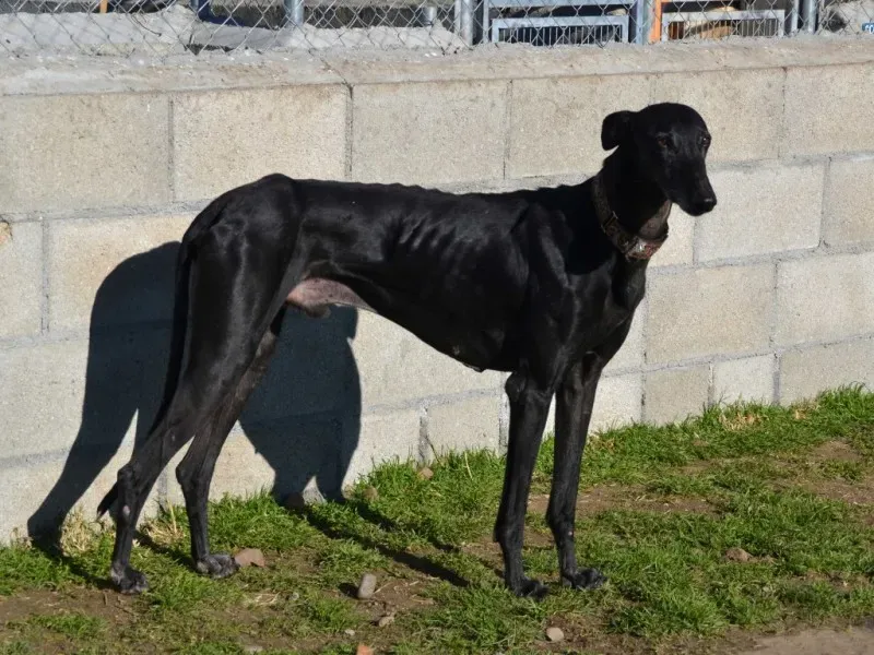 granito paddock 4 big