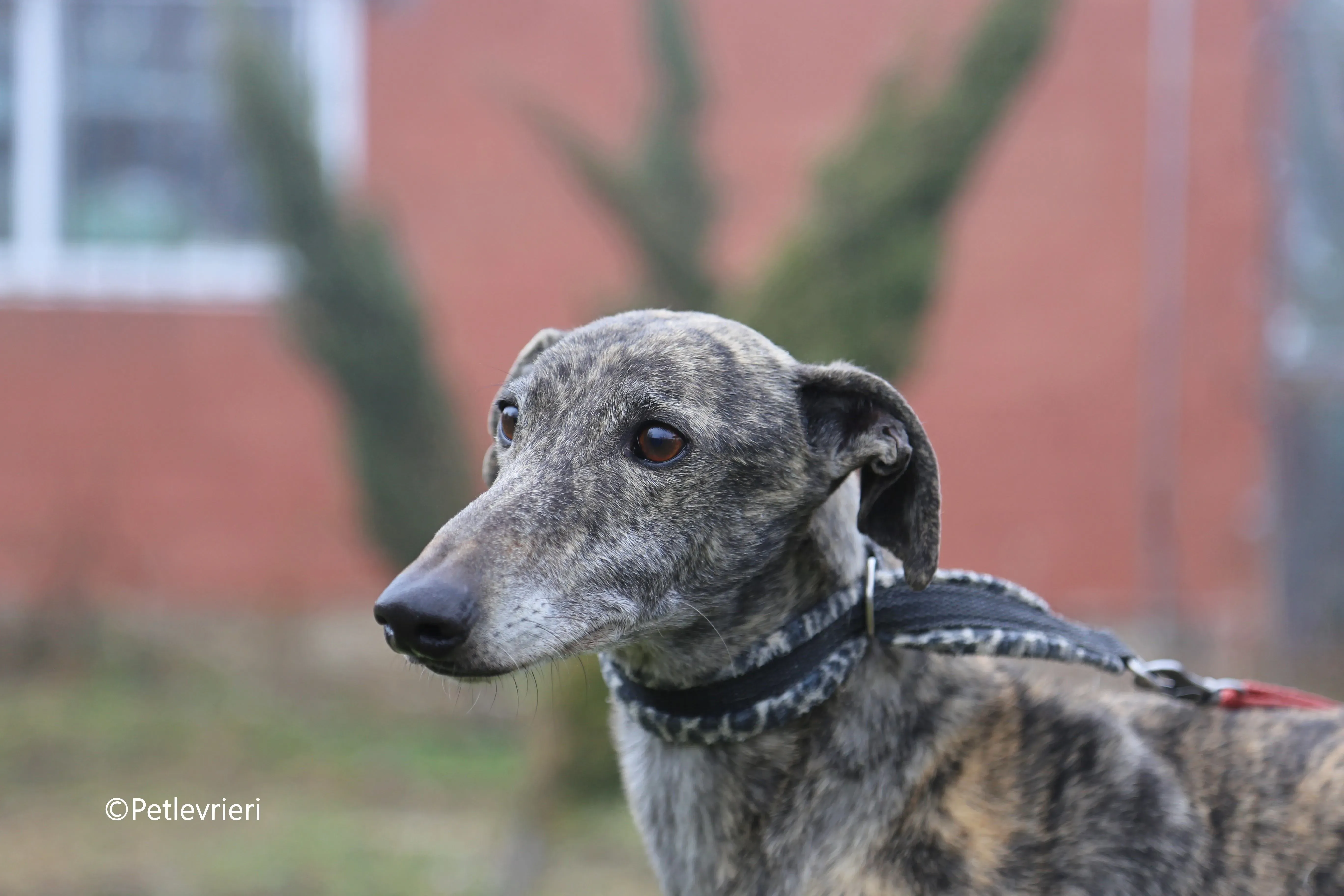 grant adozione pet levrieri galgo 1