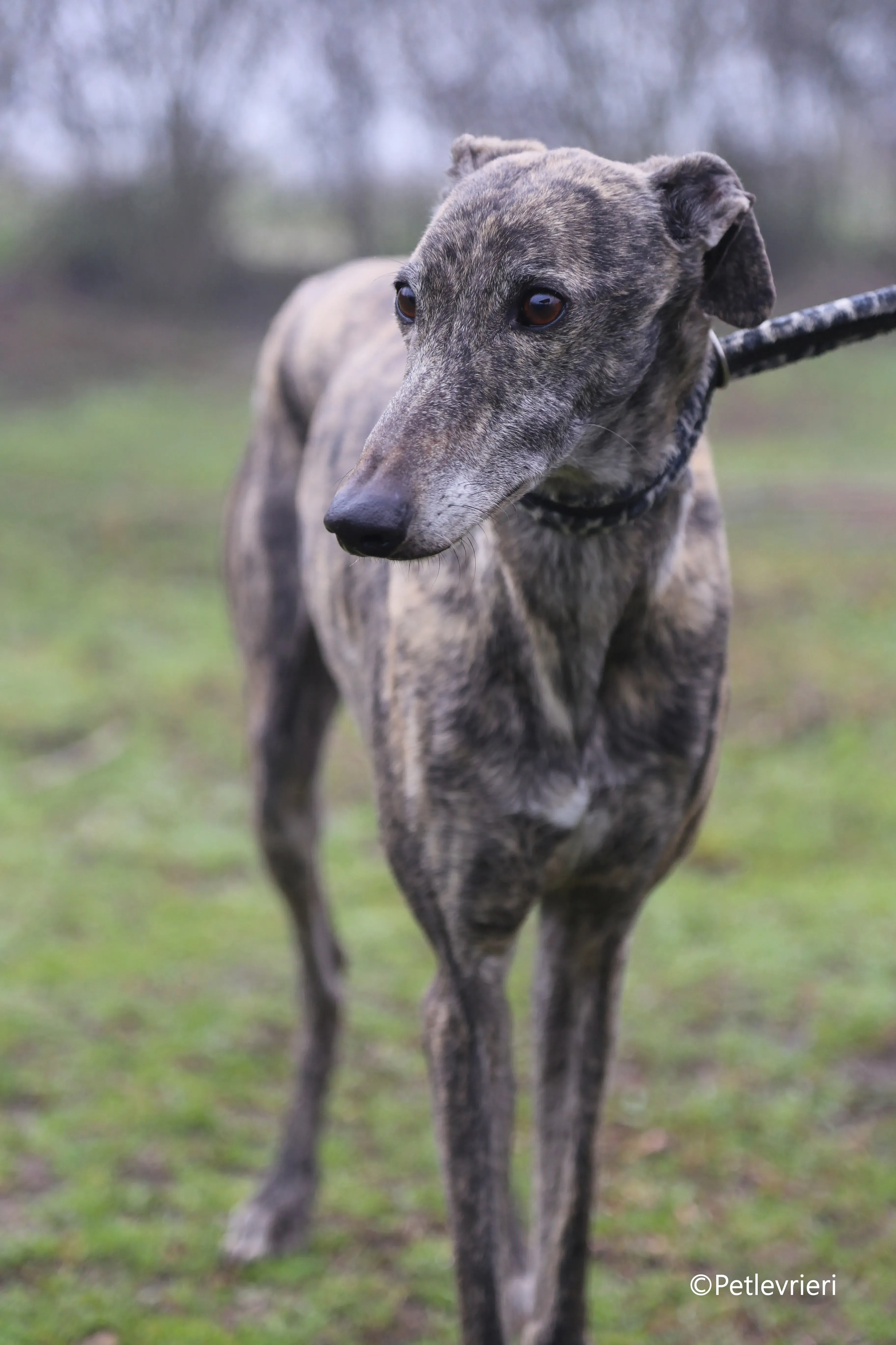 grant adozione pet levrieri galgo 10