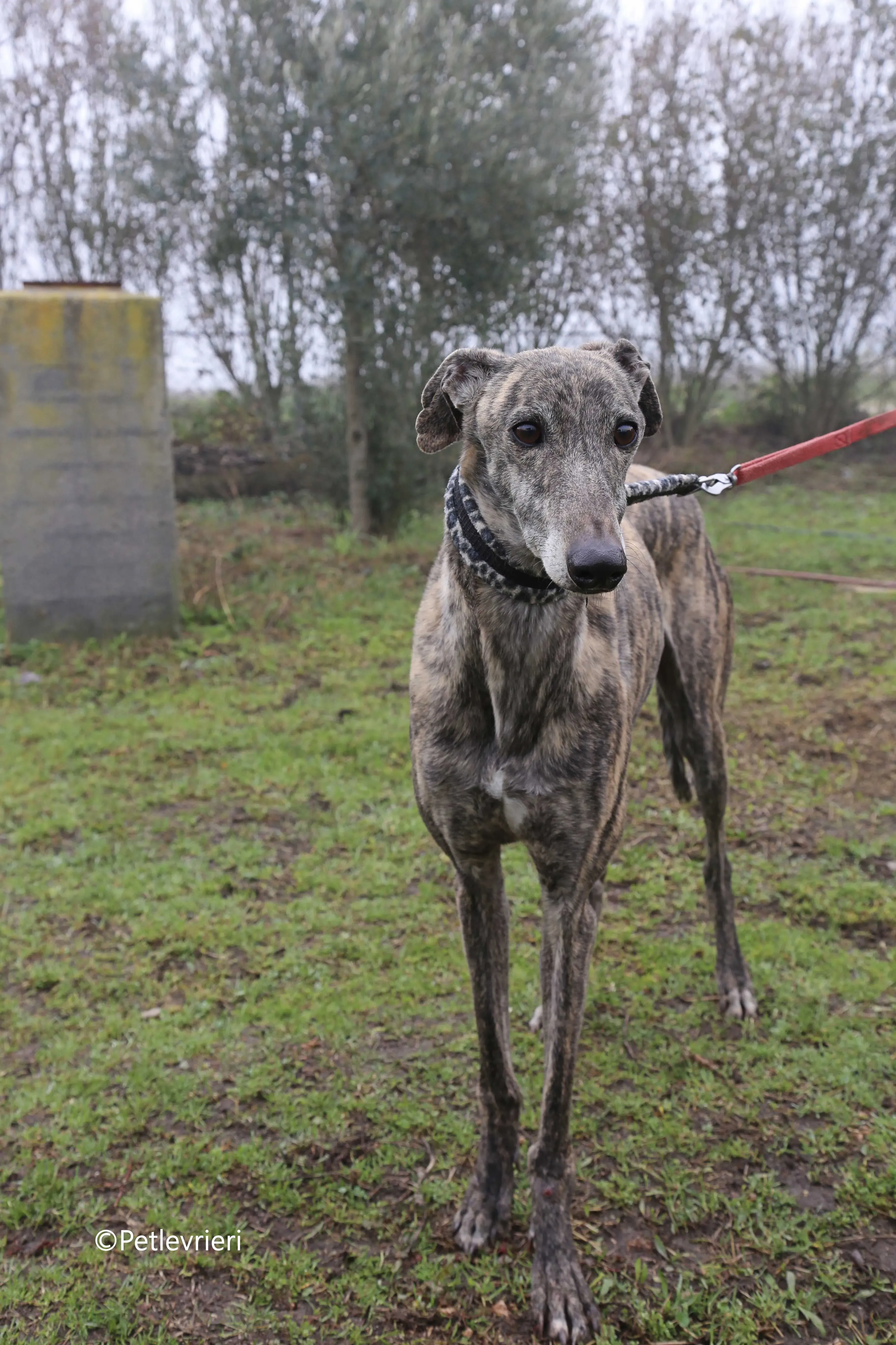 grant adozione pet levrieri galgo 11
