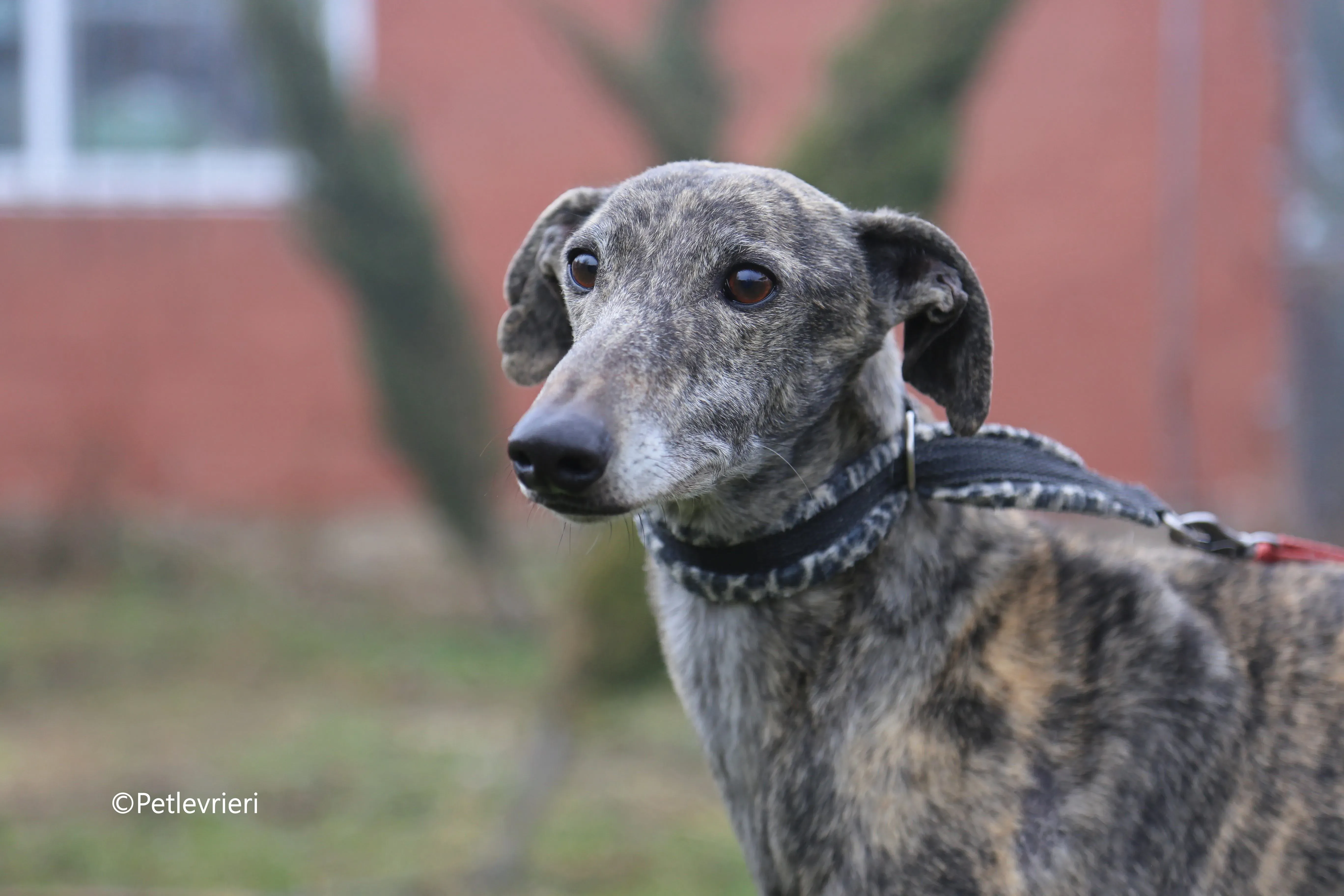 grant adozione pet levrieri galgo 2