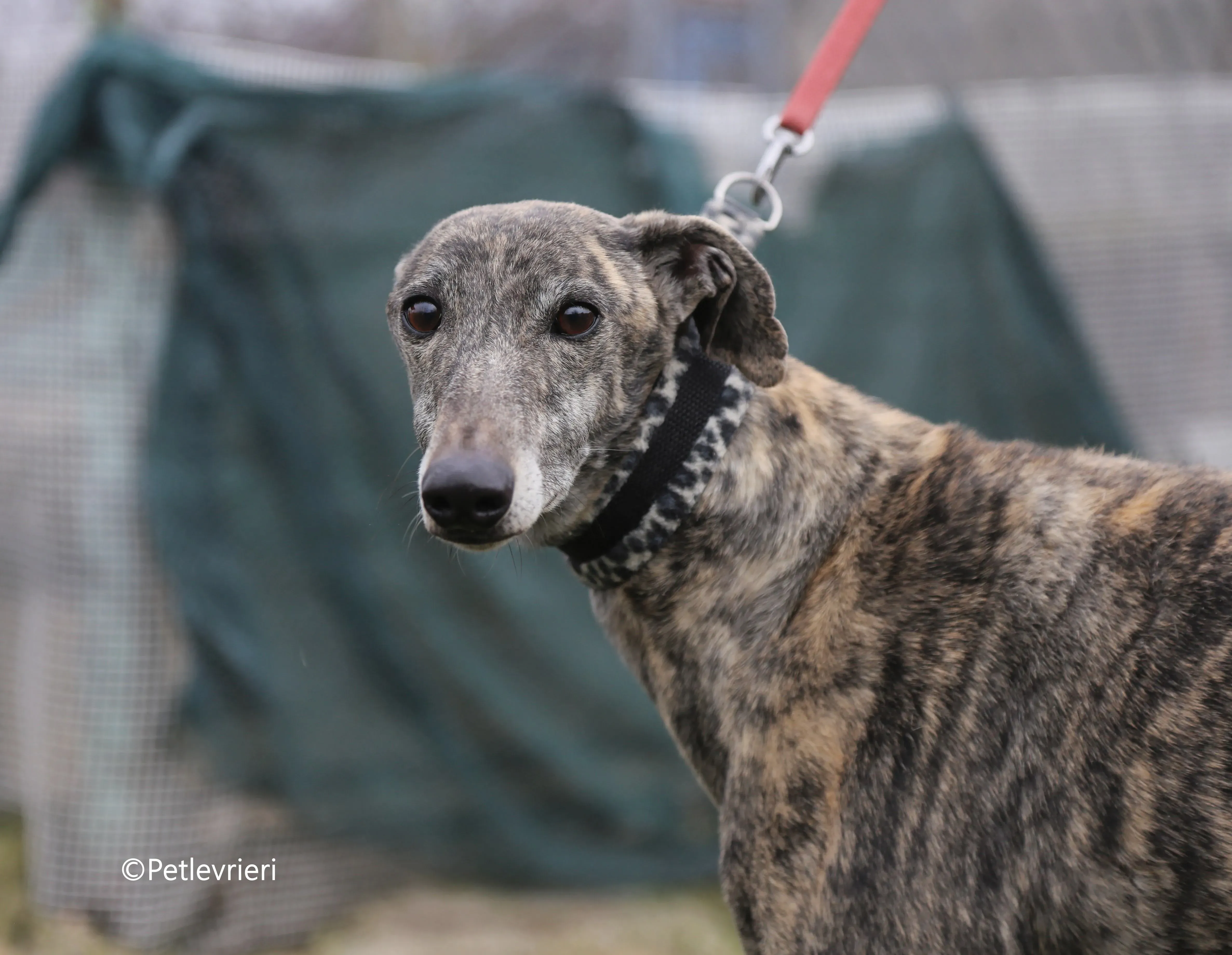 grant adozione pet levrieri galgo 3
