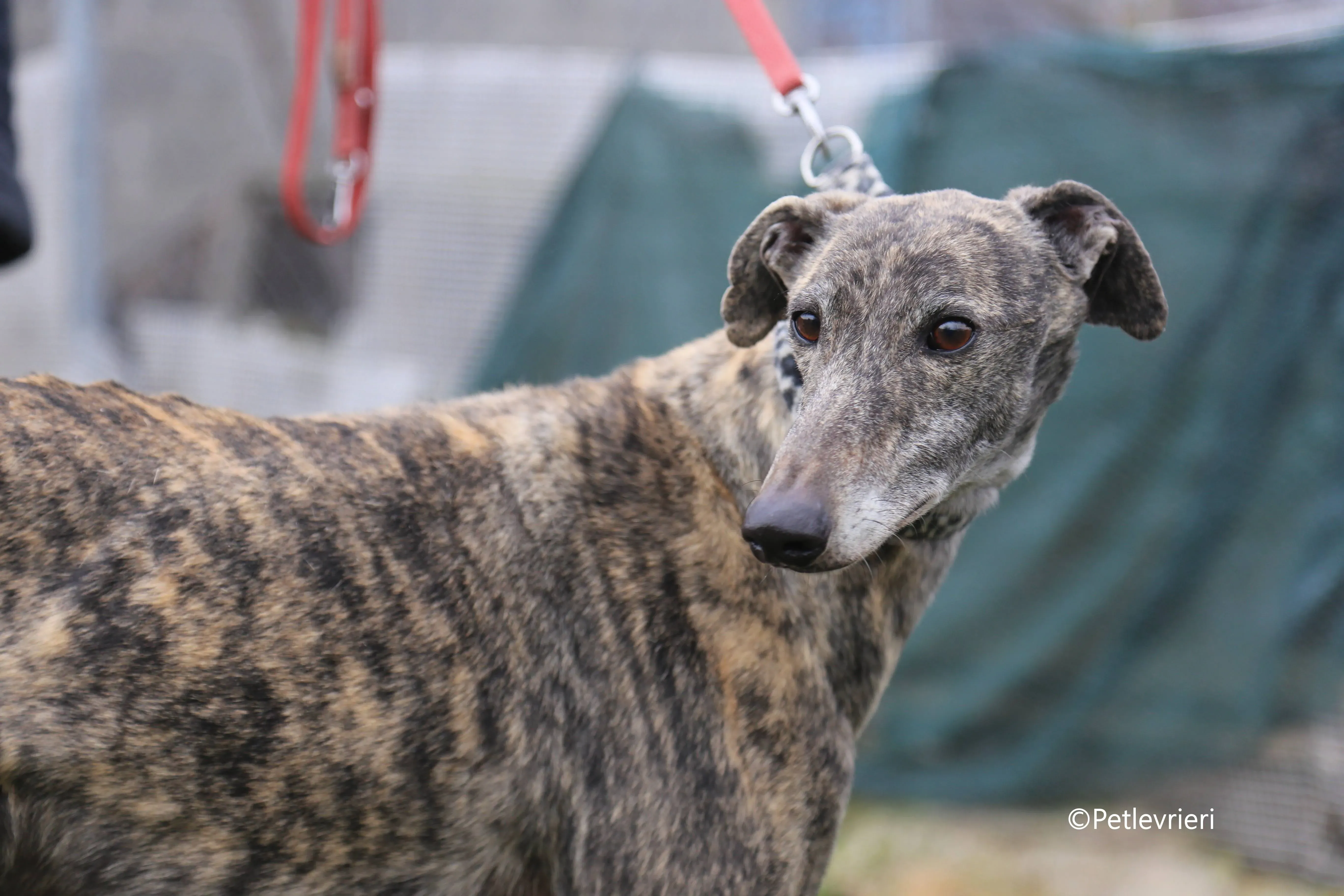 grant adozione pet levrieri galgo 4