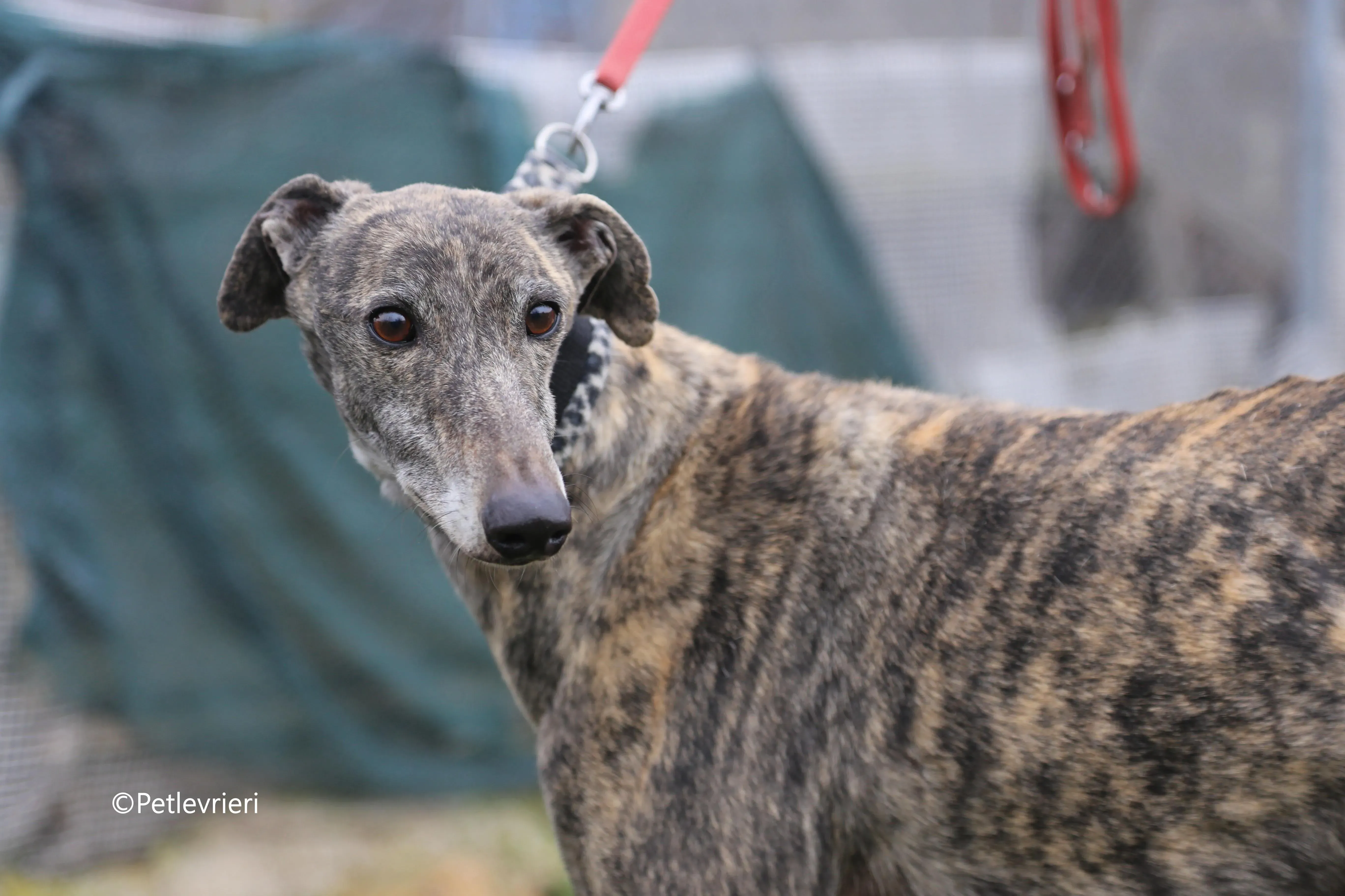 grant adozione pet levrieri galgo 5