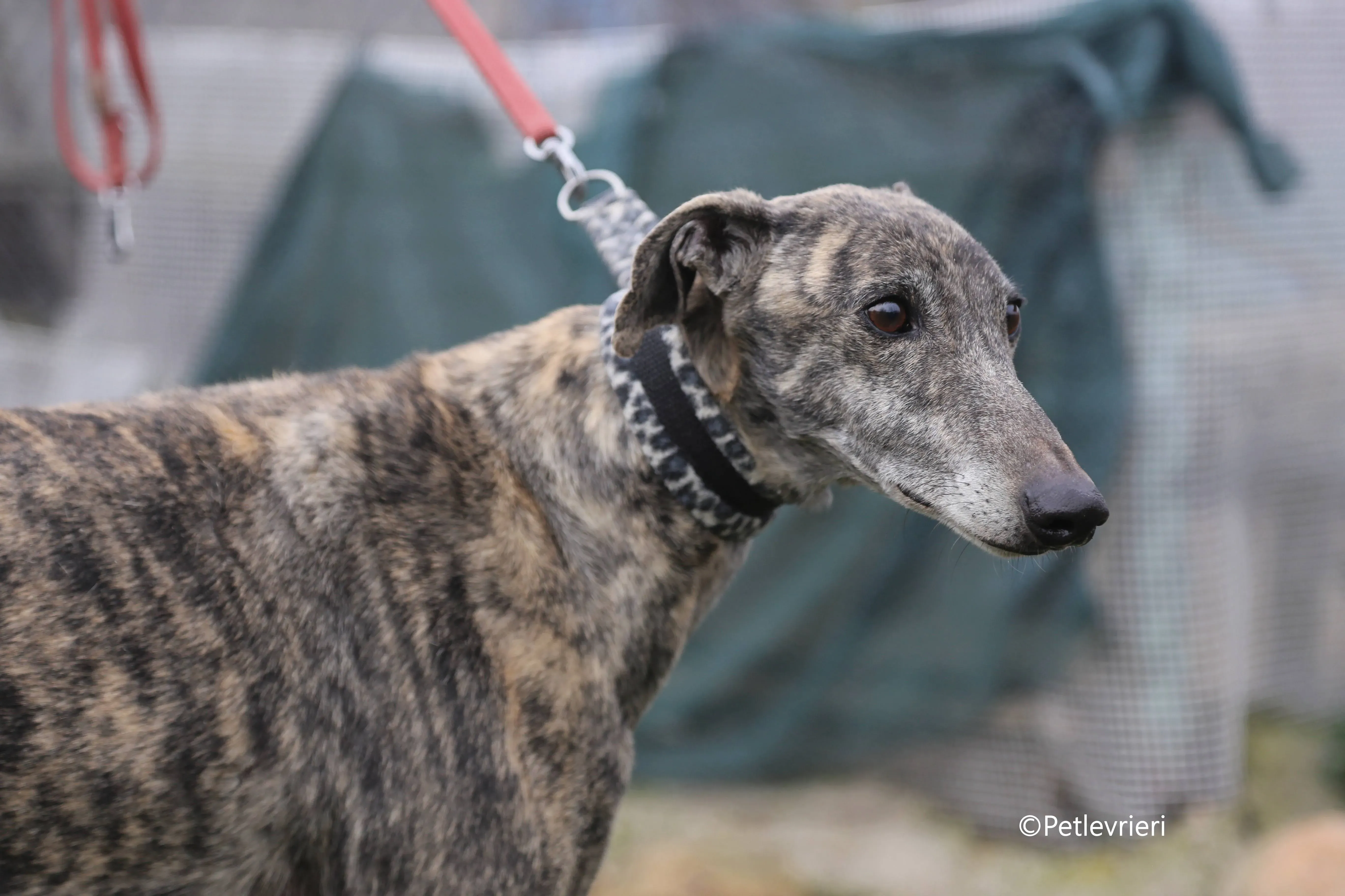 grant adozione pet levrieri galgo 6