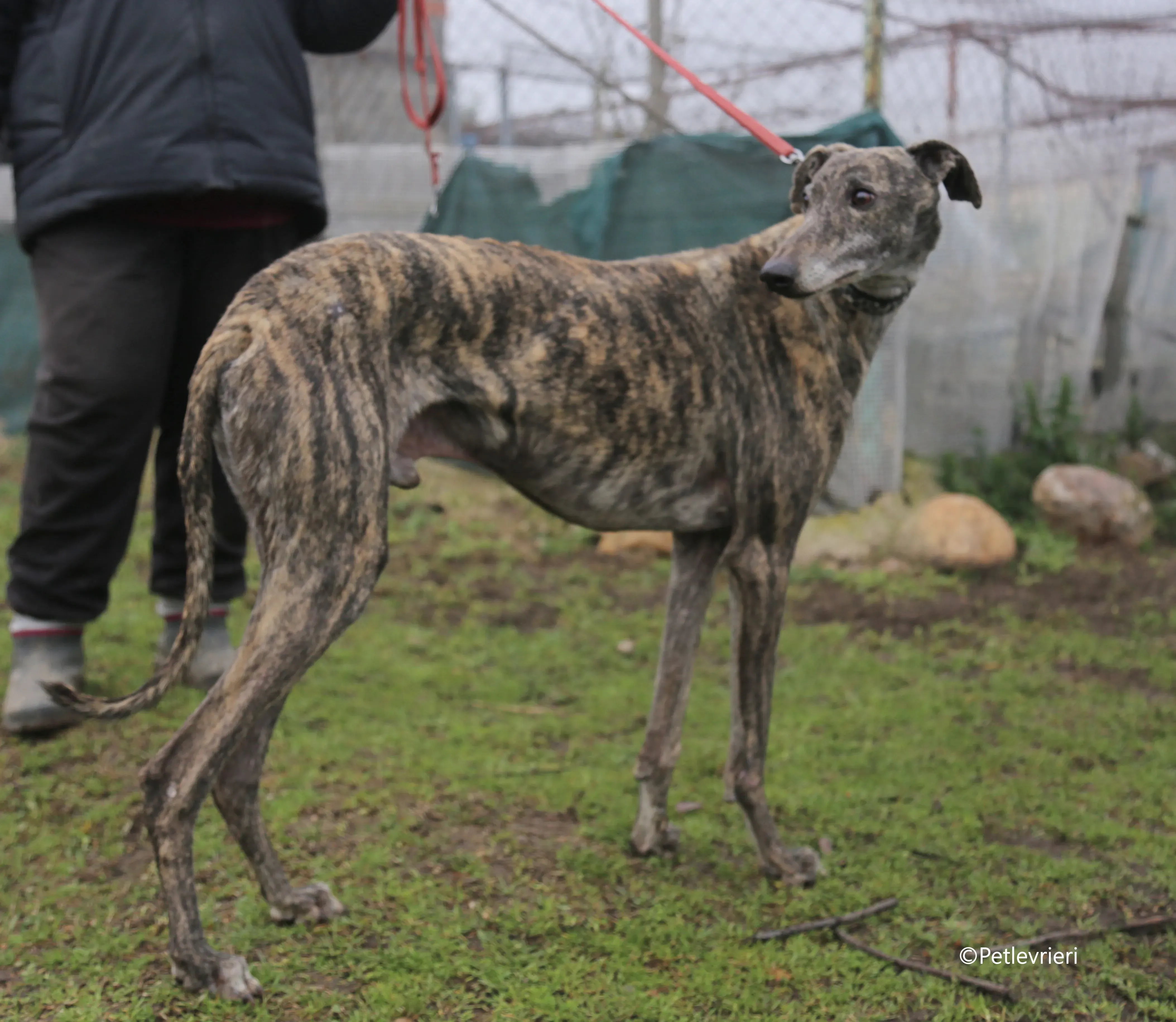 grant adozione pet levrieri galgo 7