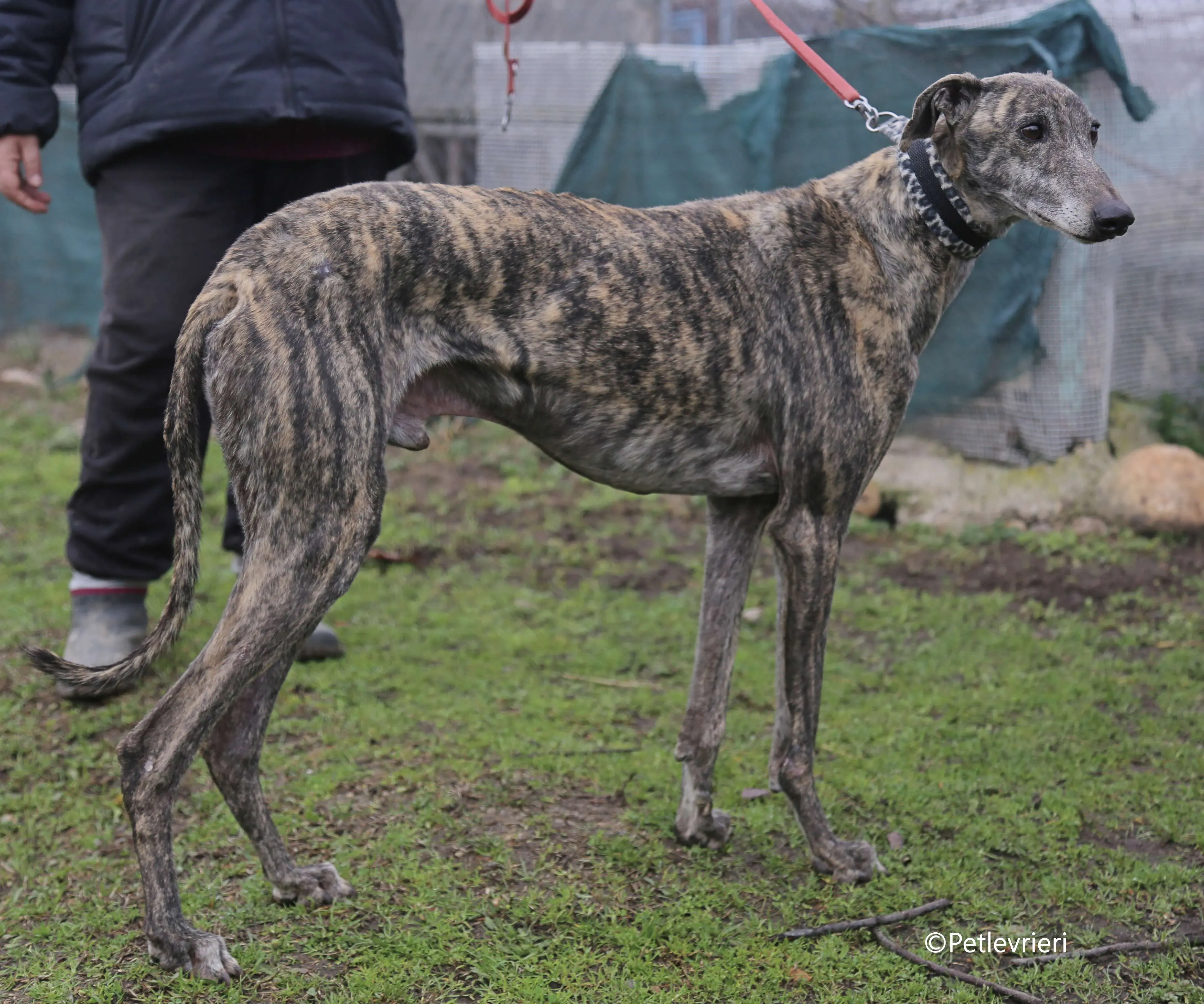 grant adozione pet levrieri galgo 8