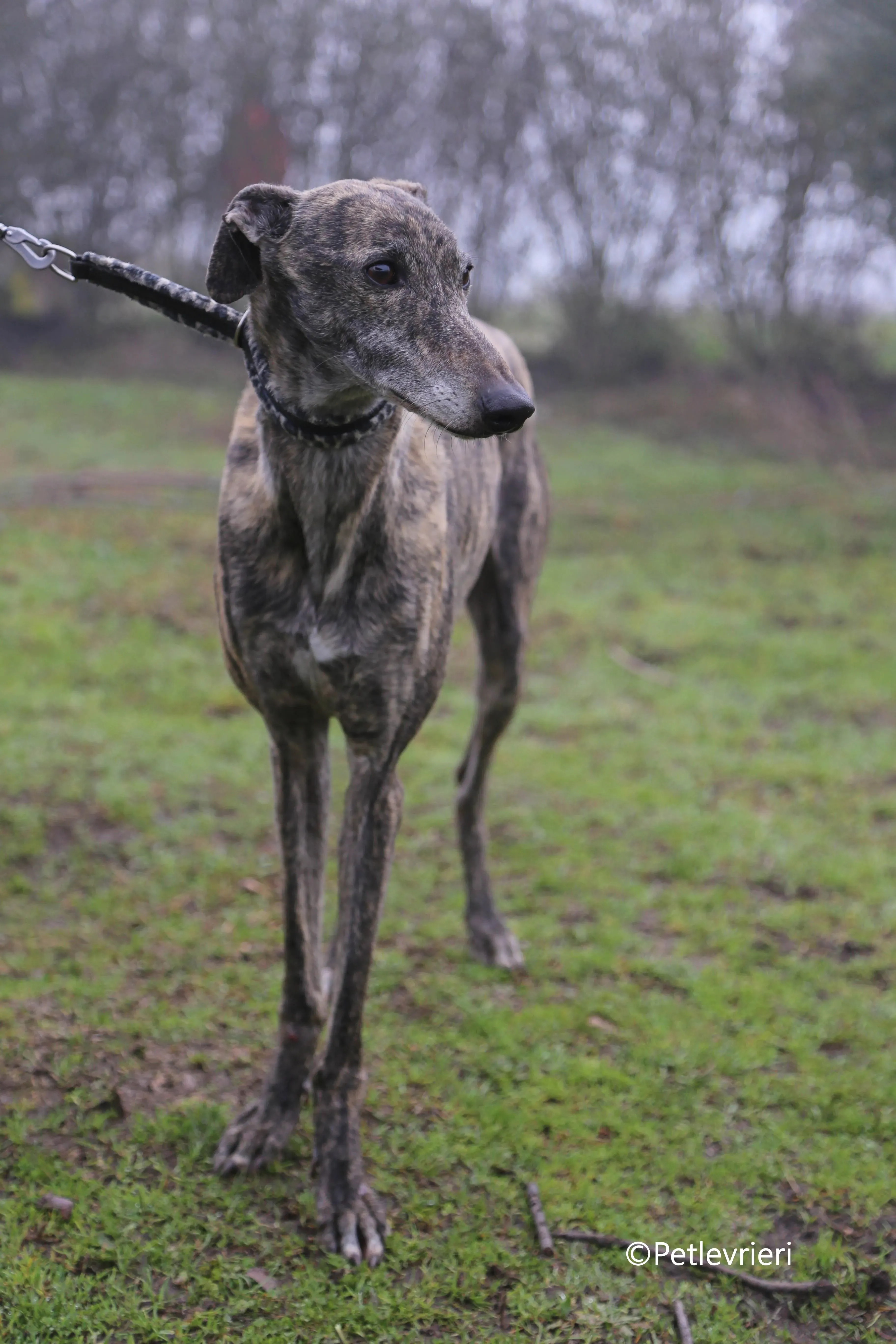 grant adozione pet levrieri galgo 9