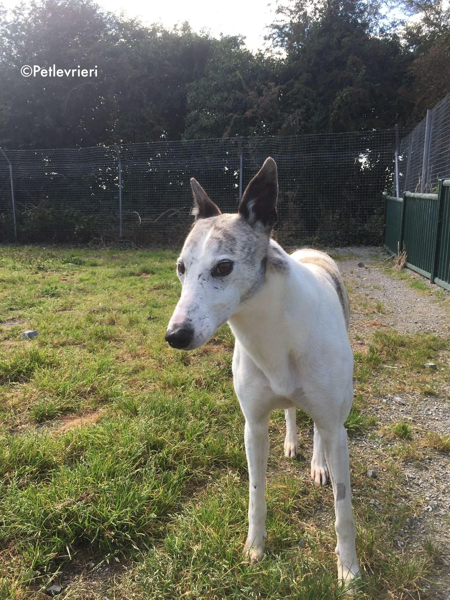 grayson adozione levrieri greyhound lurcher 1