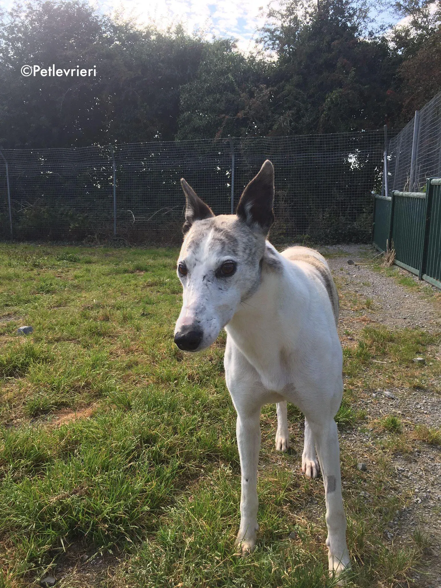 grayson adozione levrieri greyhound lurcher 2
