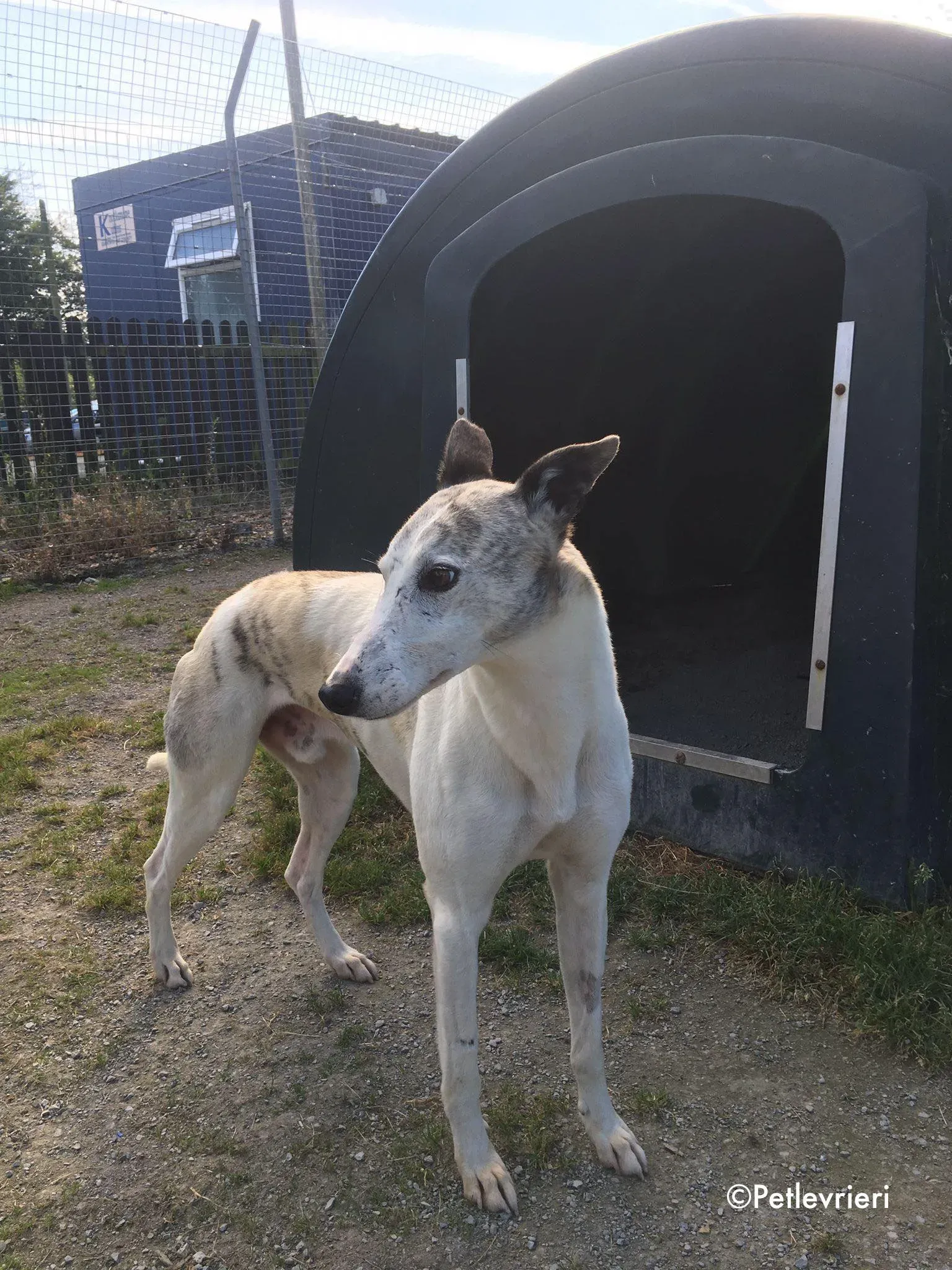 grayson adozione levrieri greyhound lurcher 3