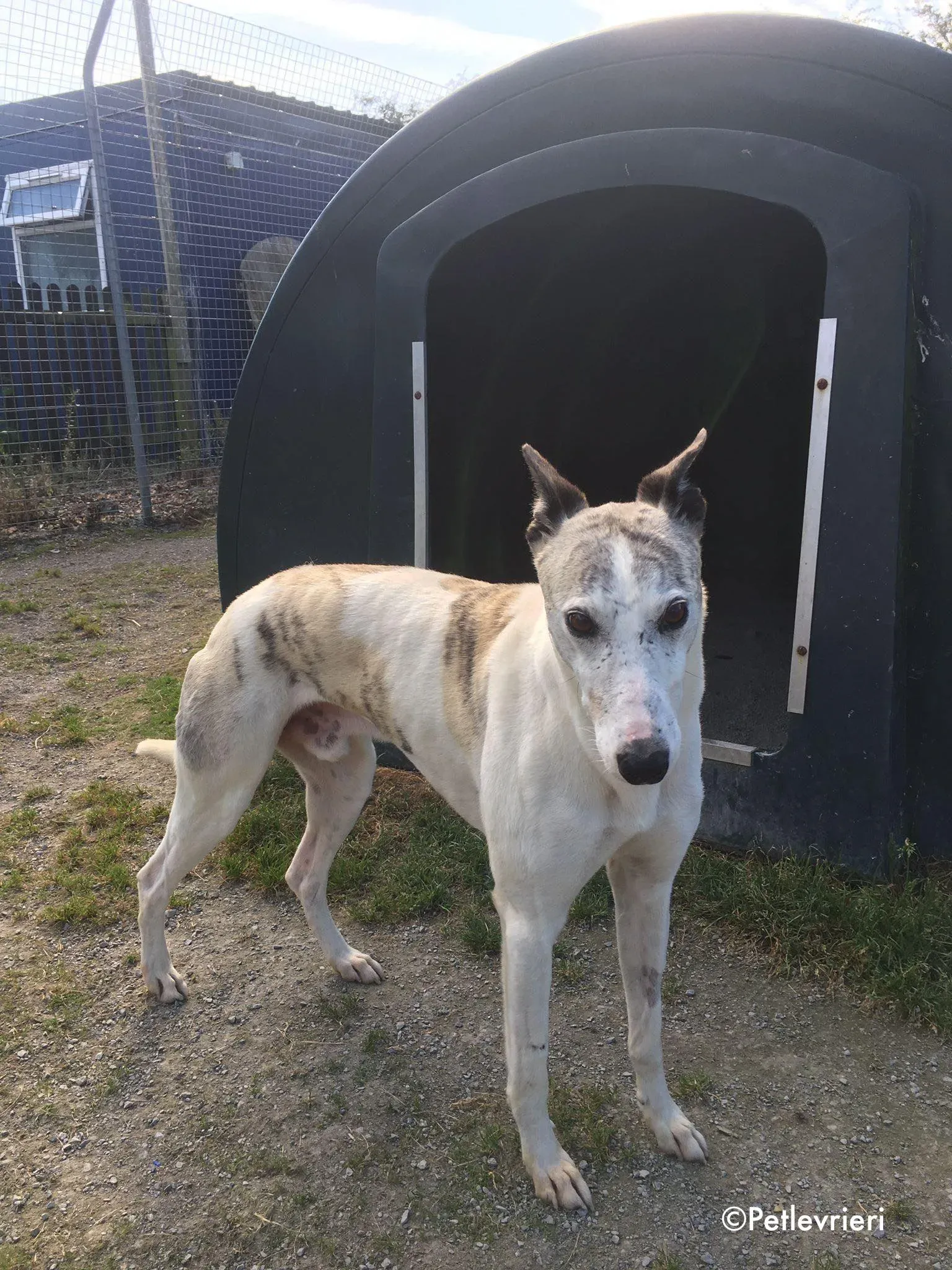 grayson adozione levrieri greyhound lurcher 4