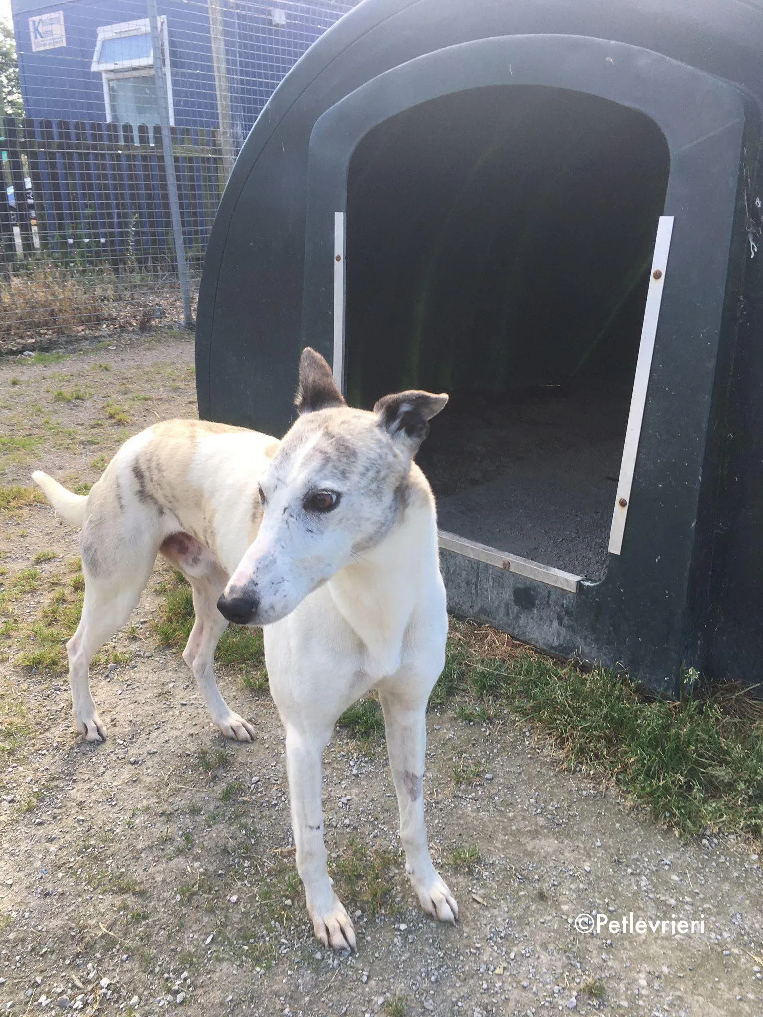 grayson adozione levrieri greyhound lurcher 5