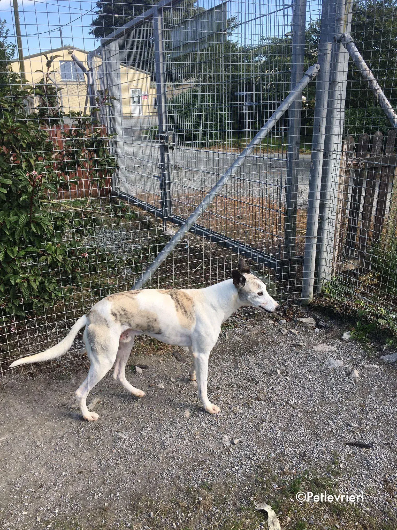 grayson adozione levrieri greyhound lurcher 6