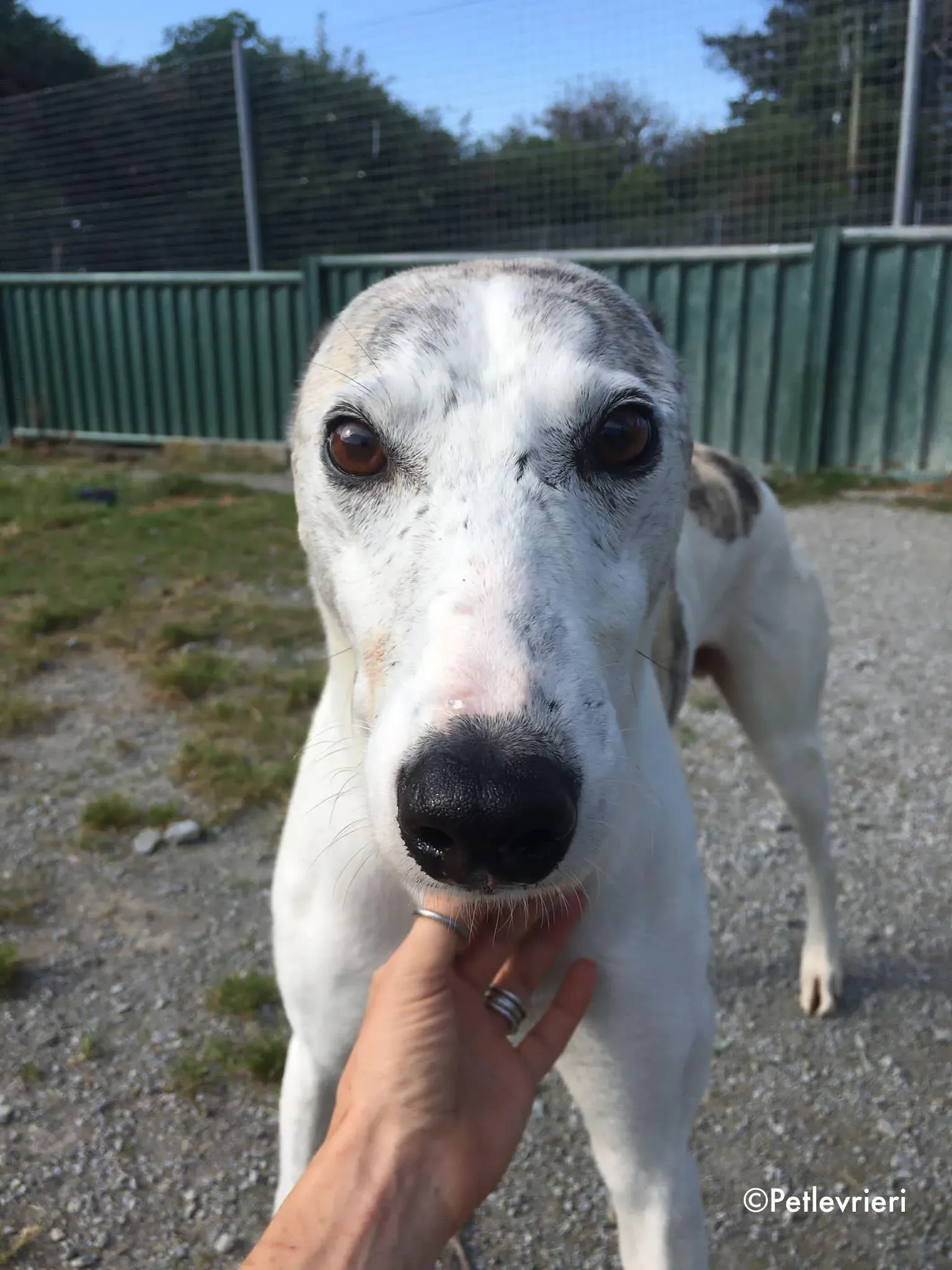 grayson adozione levrieri greyhound lurcher 7