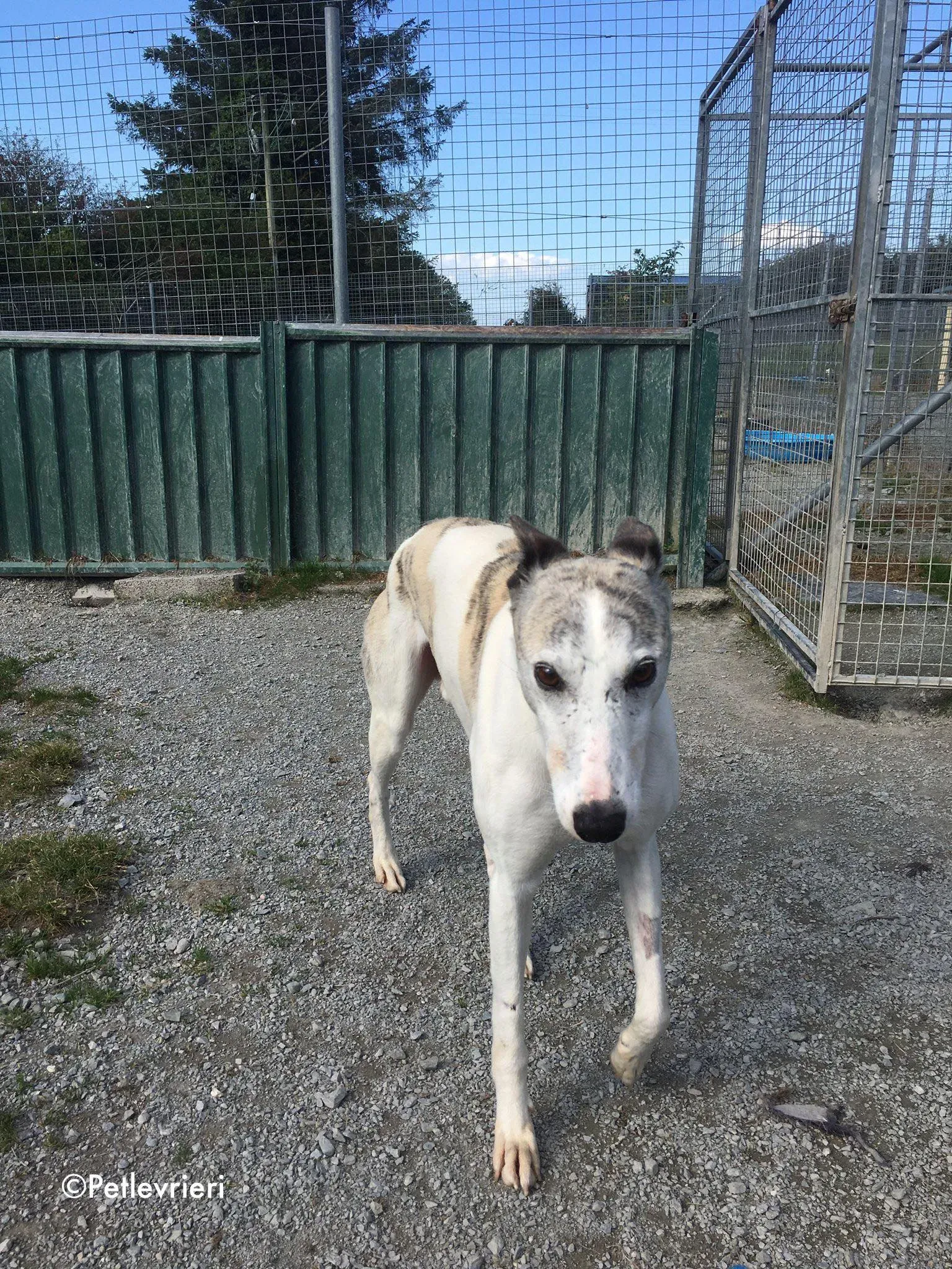 grayson adozione levrieri greyhound lurcher 8