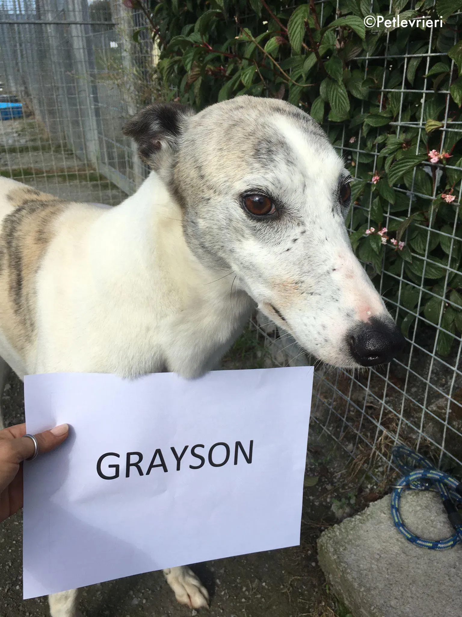 grayson adozione levrieri greyhound lurcher 9