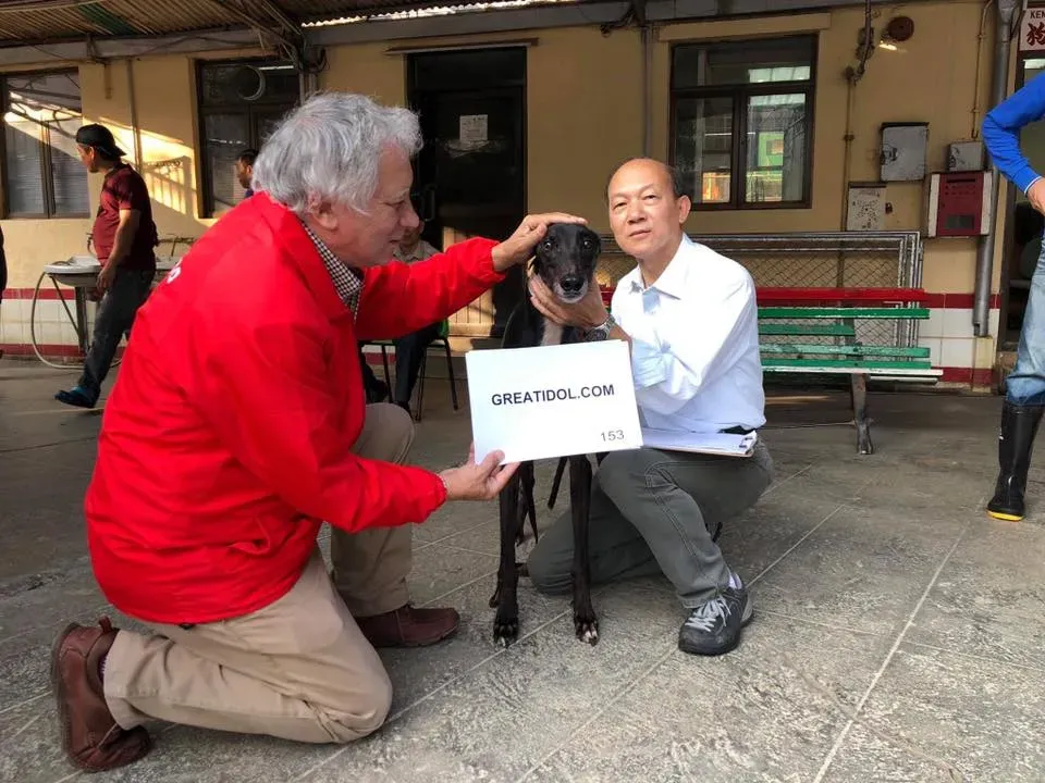 greatidol.com adozione greyhound macao
