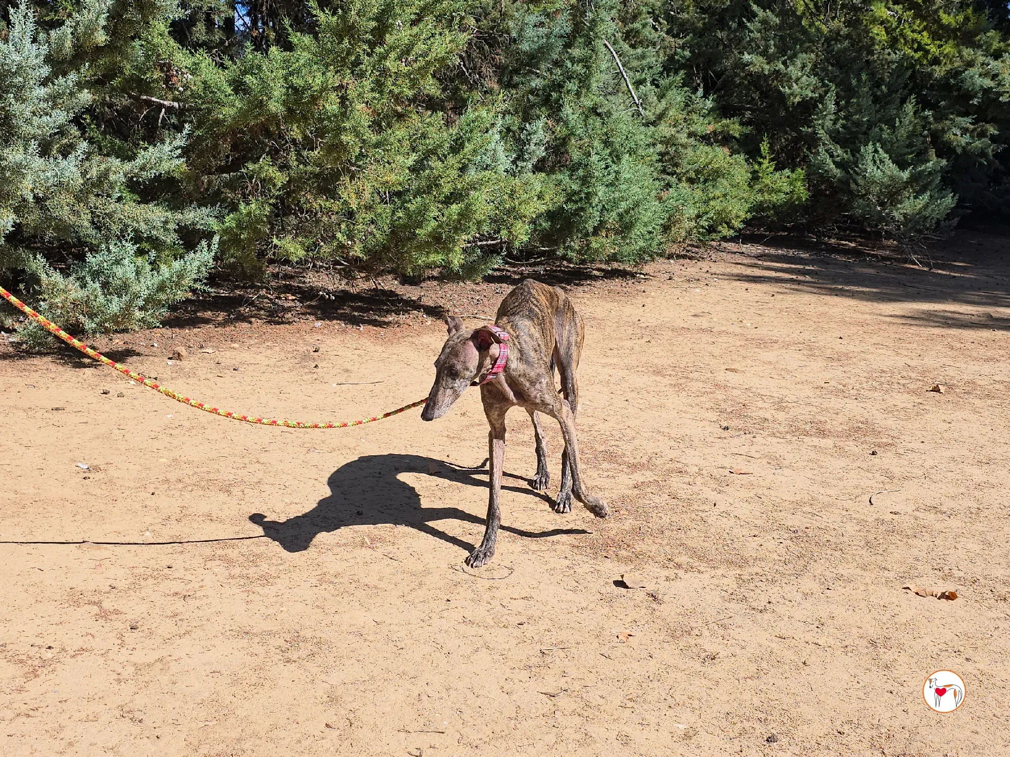 grecia galgo adozione 1