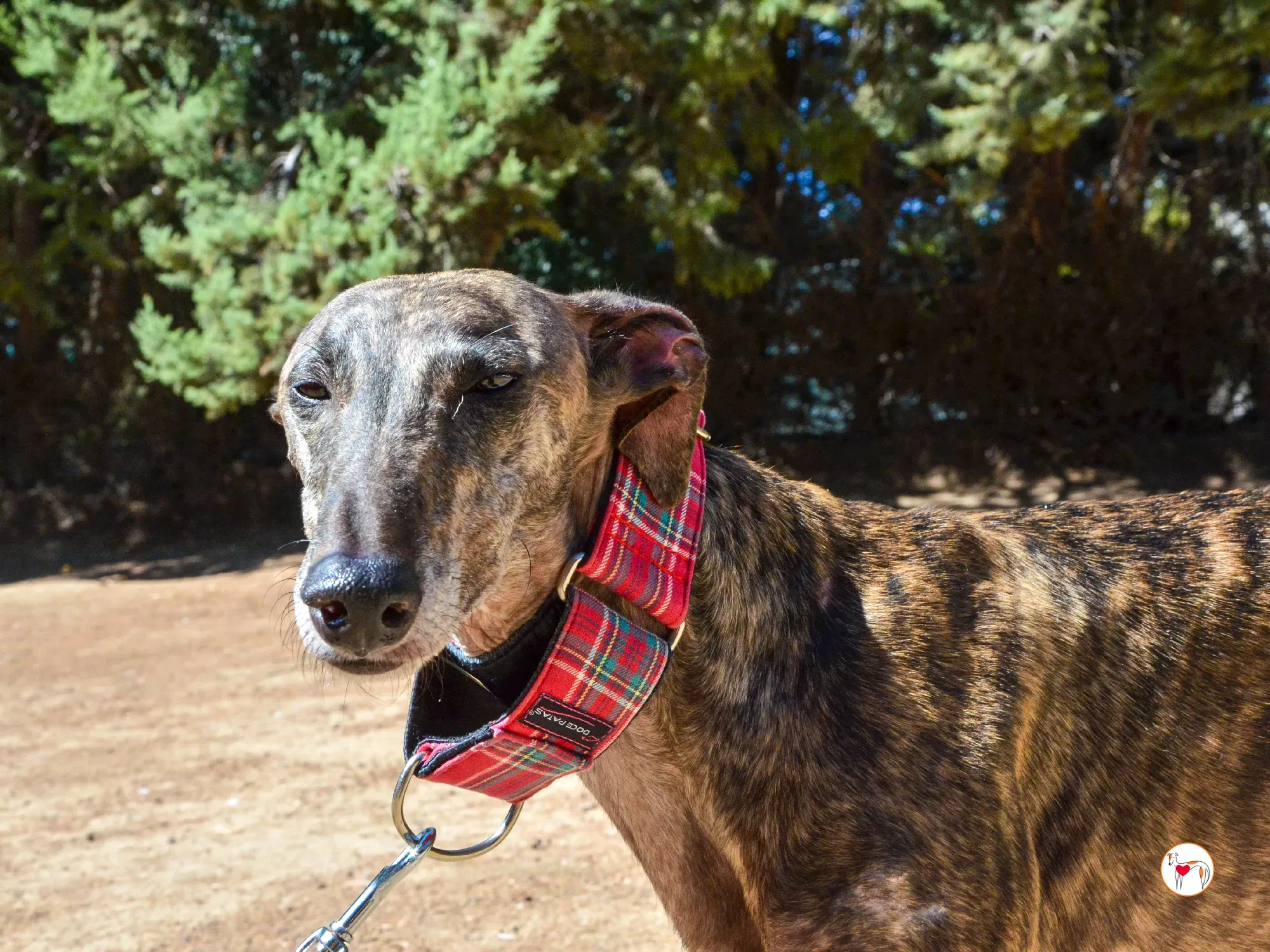 grecia galgo adozione 10