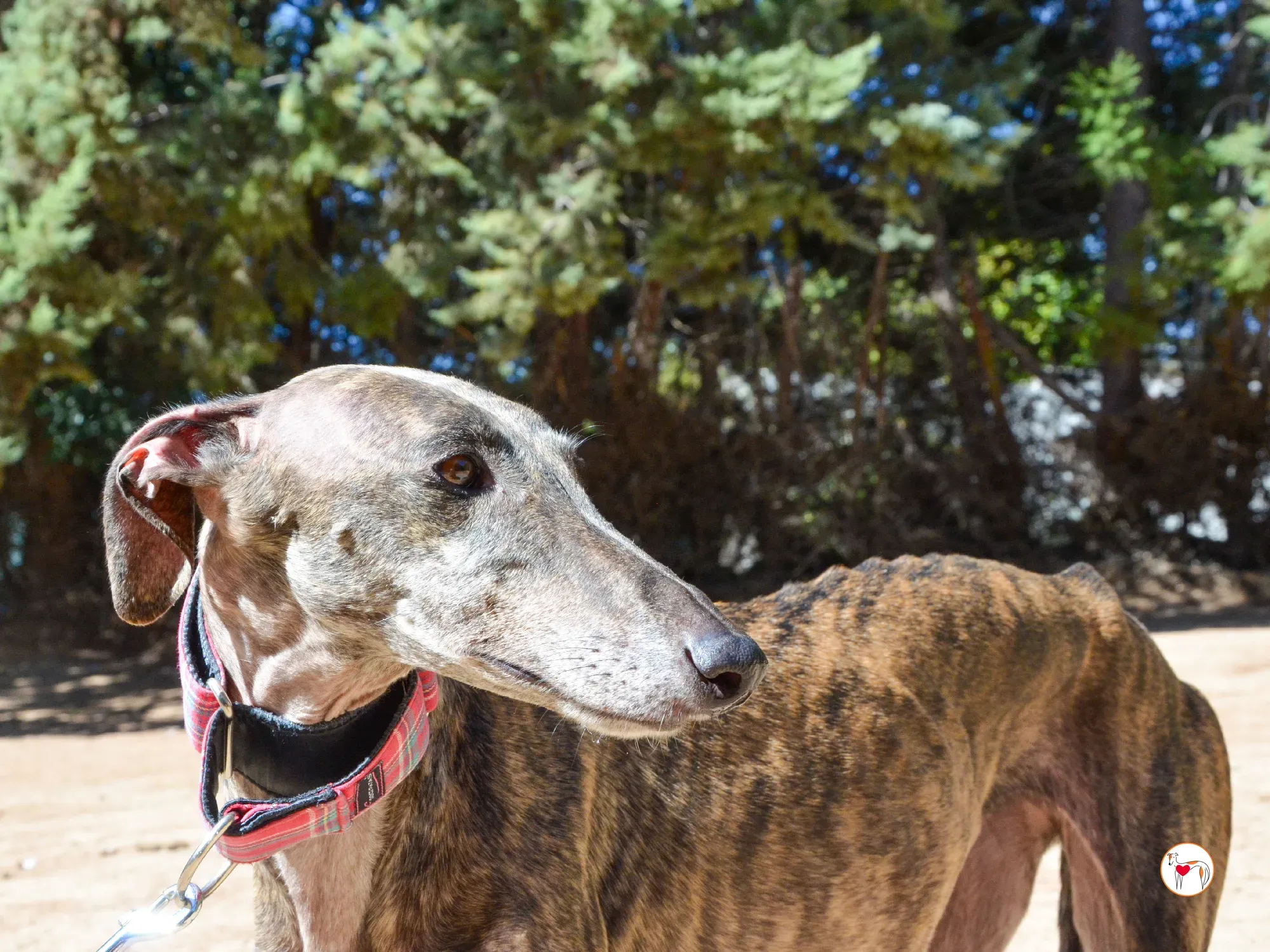 grecia galgo adozione 11