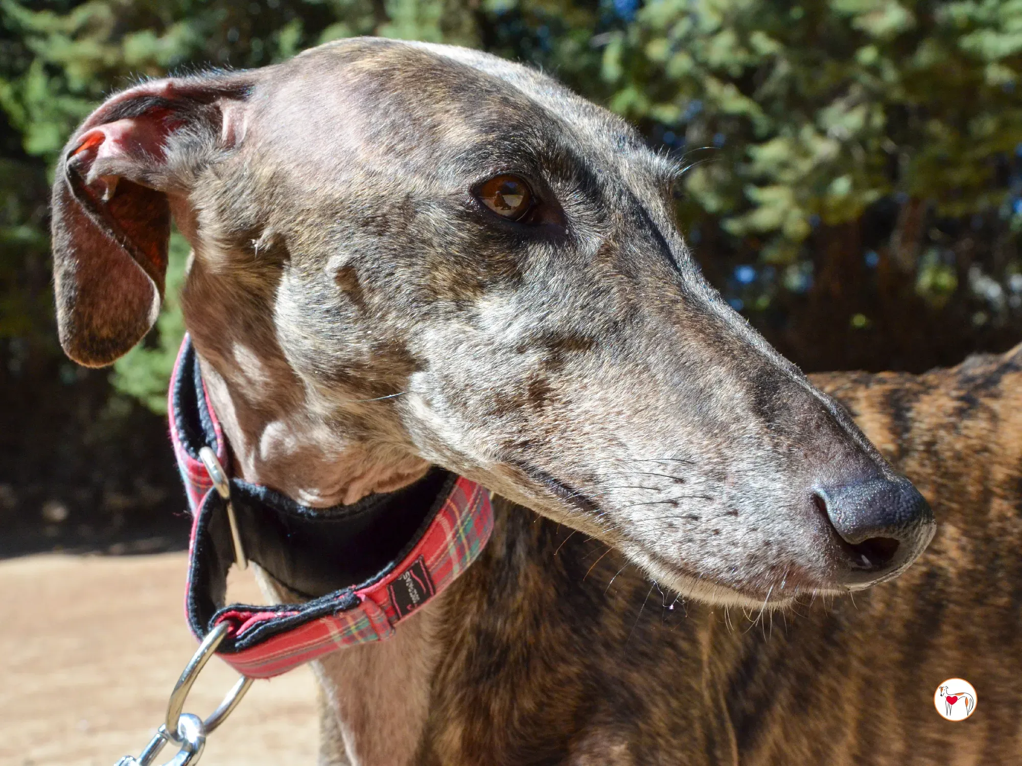 grecia galgo adozione 12