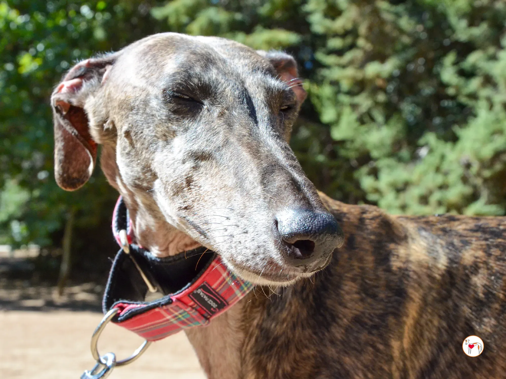 grecia galgo adozione 13