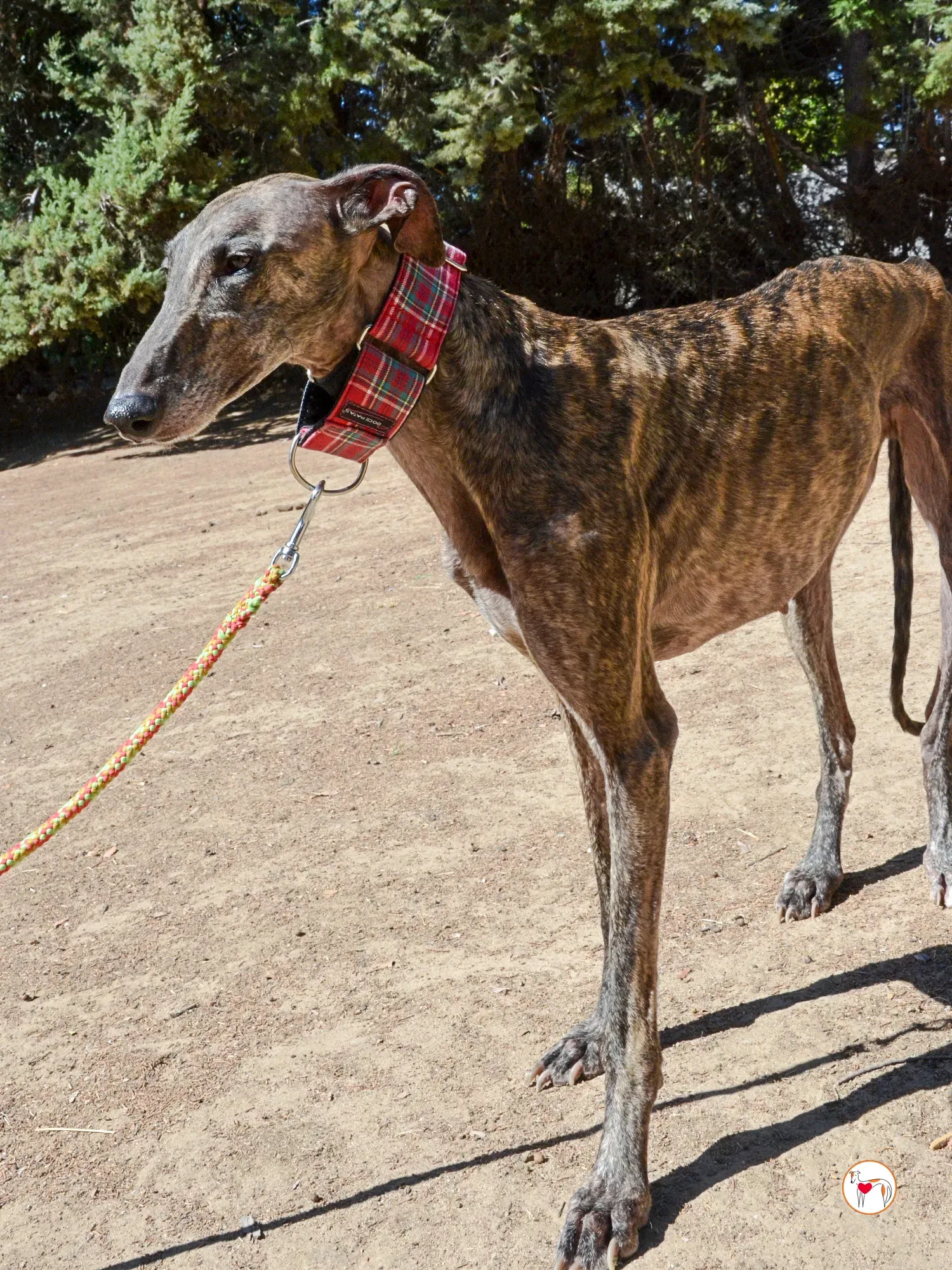 grecia galgo adozione 14